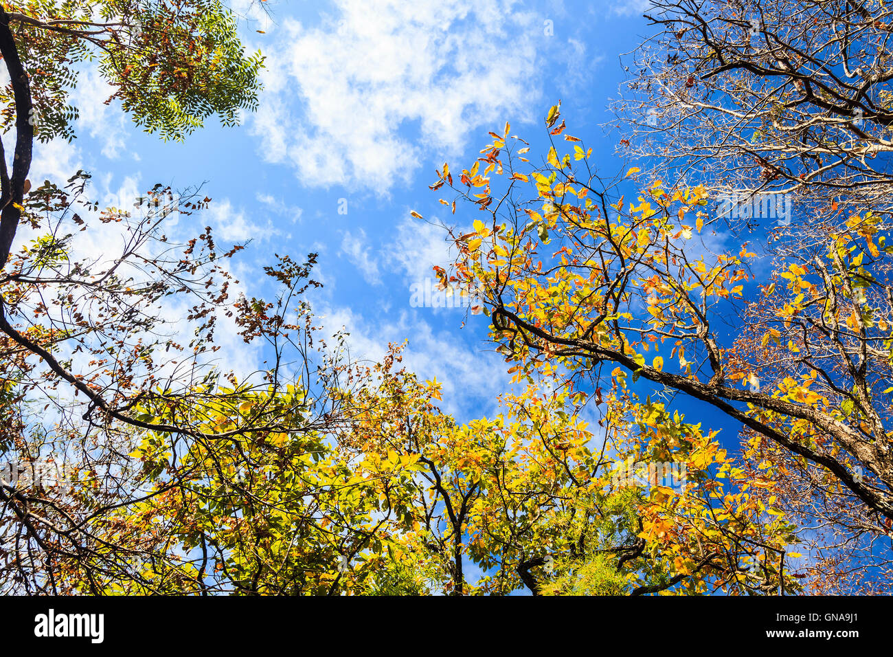 Yellow and red foliage tree on blue sky background Stock Photo - Alamy