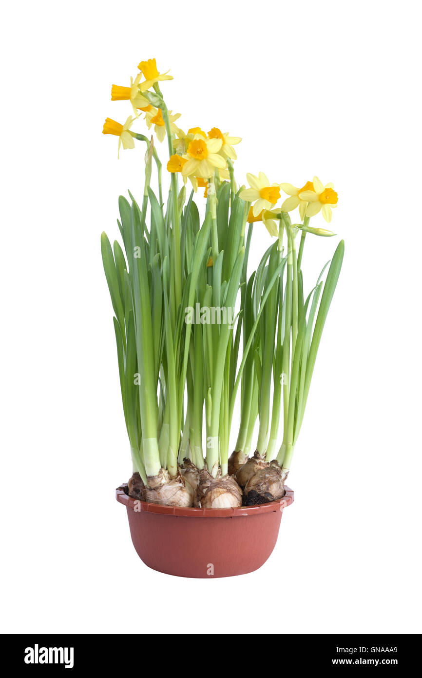 Daffodils In Pot Stock Photo Alamy