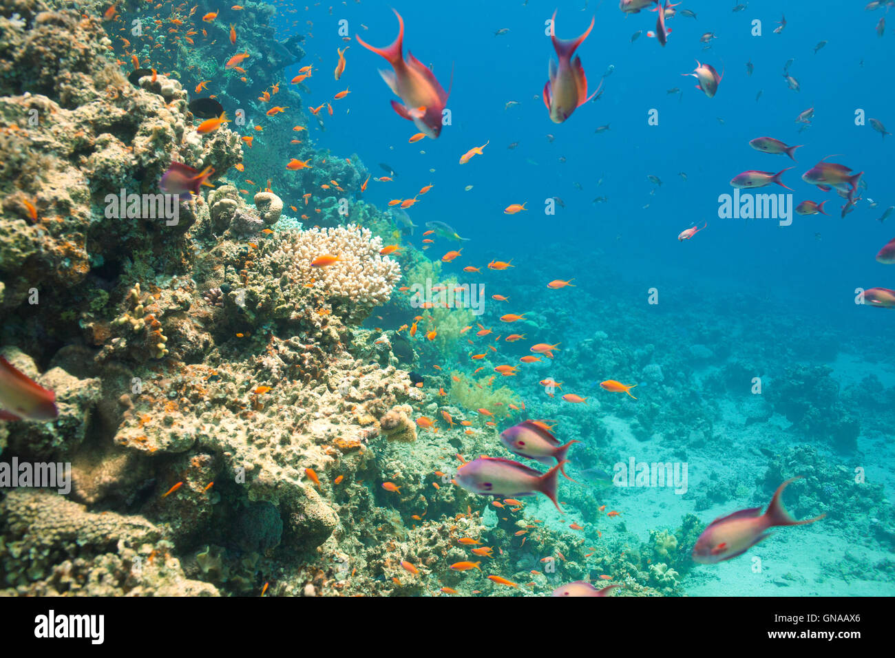 Scalefin anthias fish and corals in the sea Stock Photo