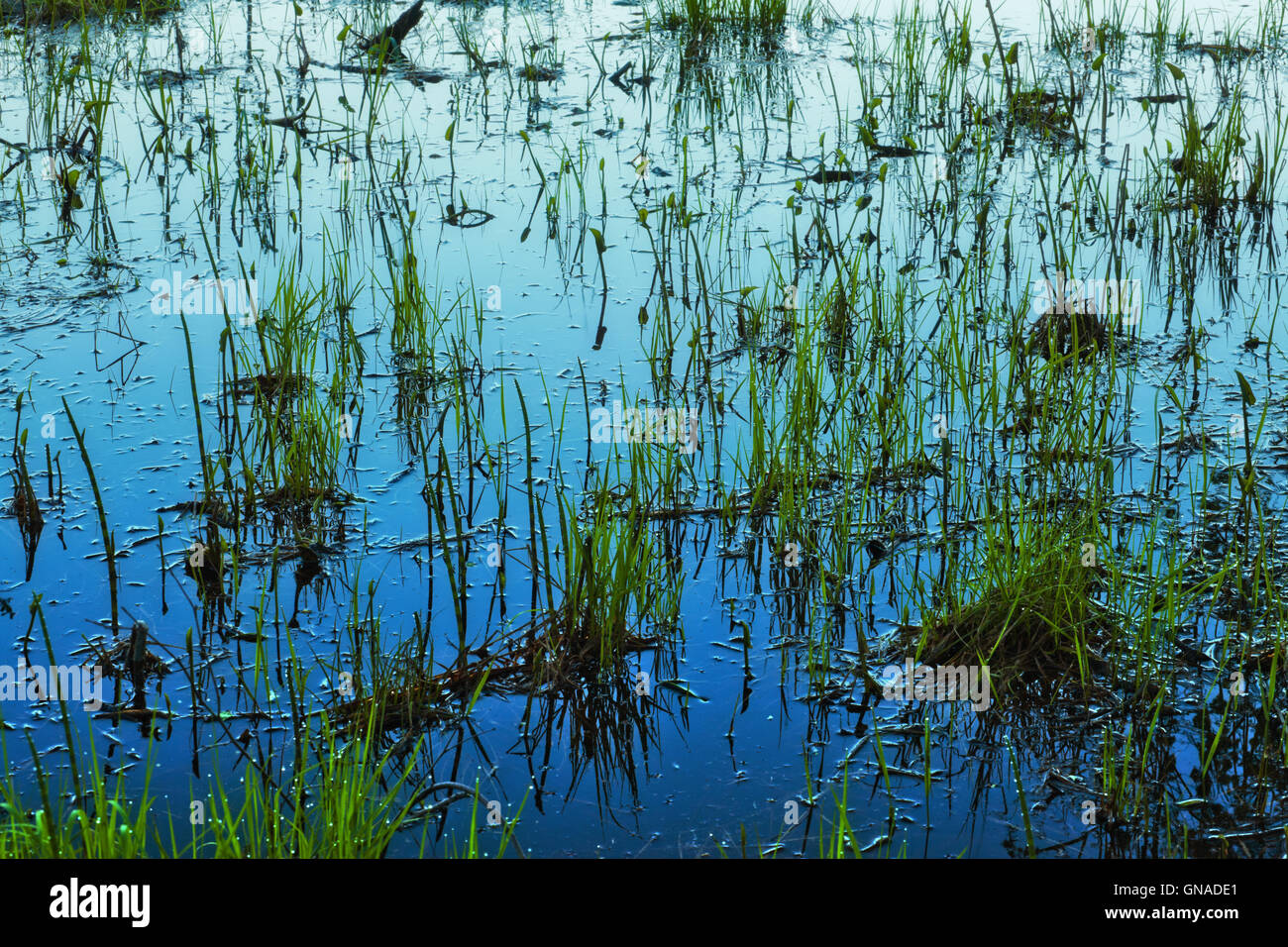 Grass in Water Stock Photo Alamy