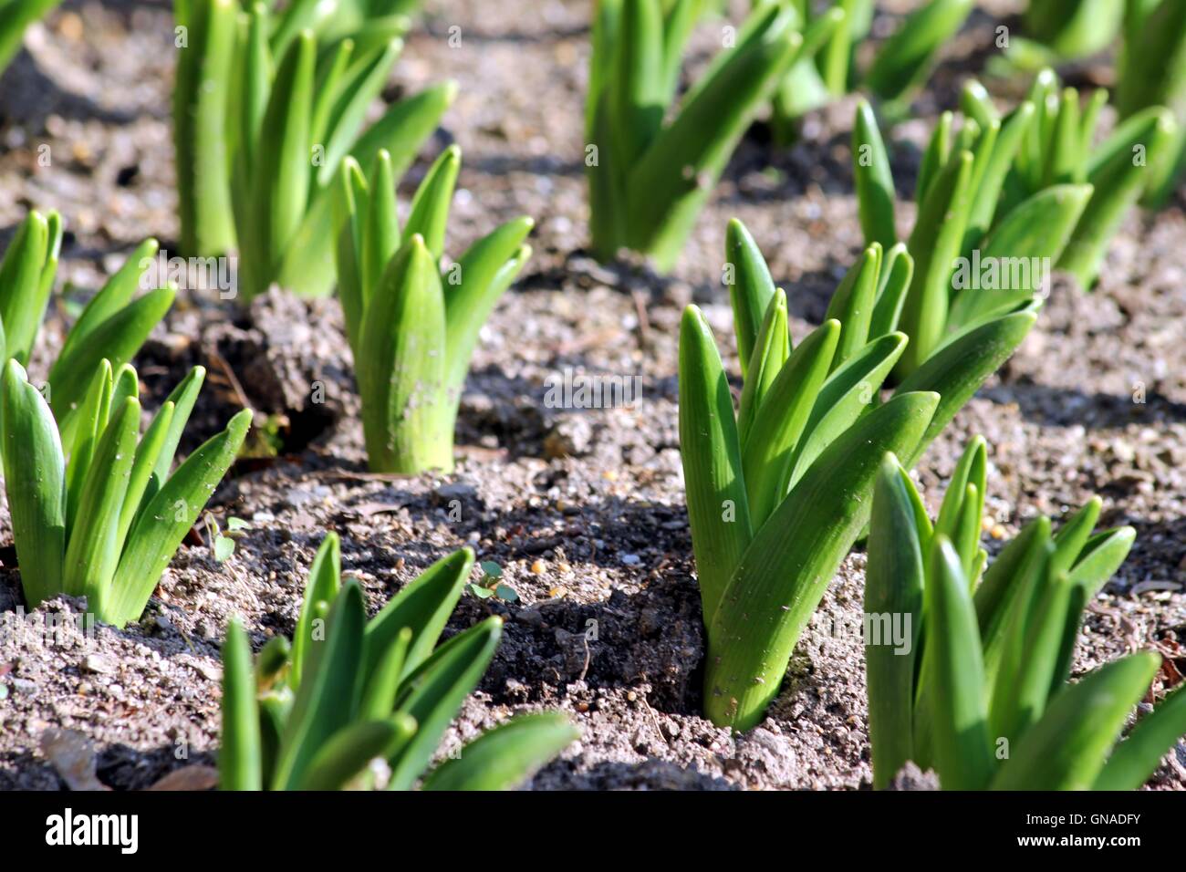 New plant life topsoil