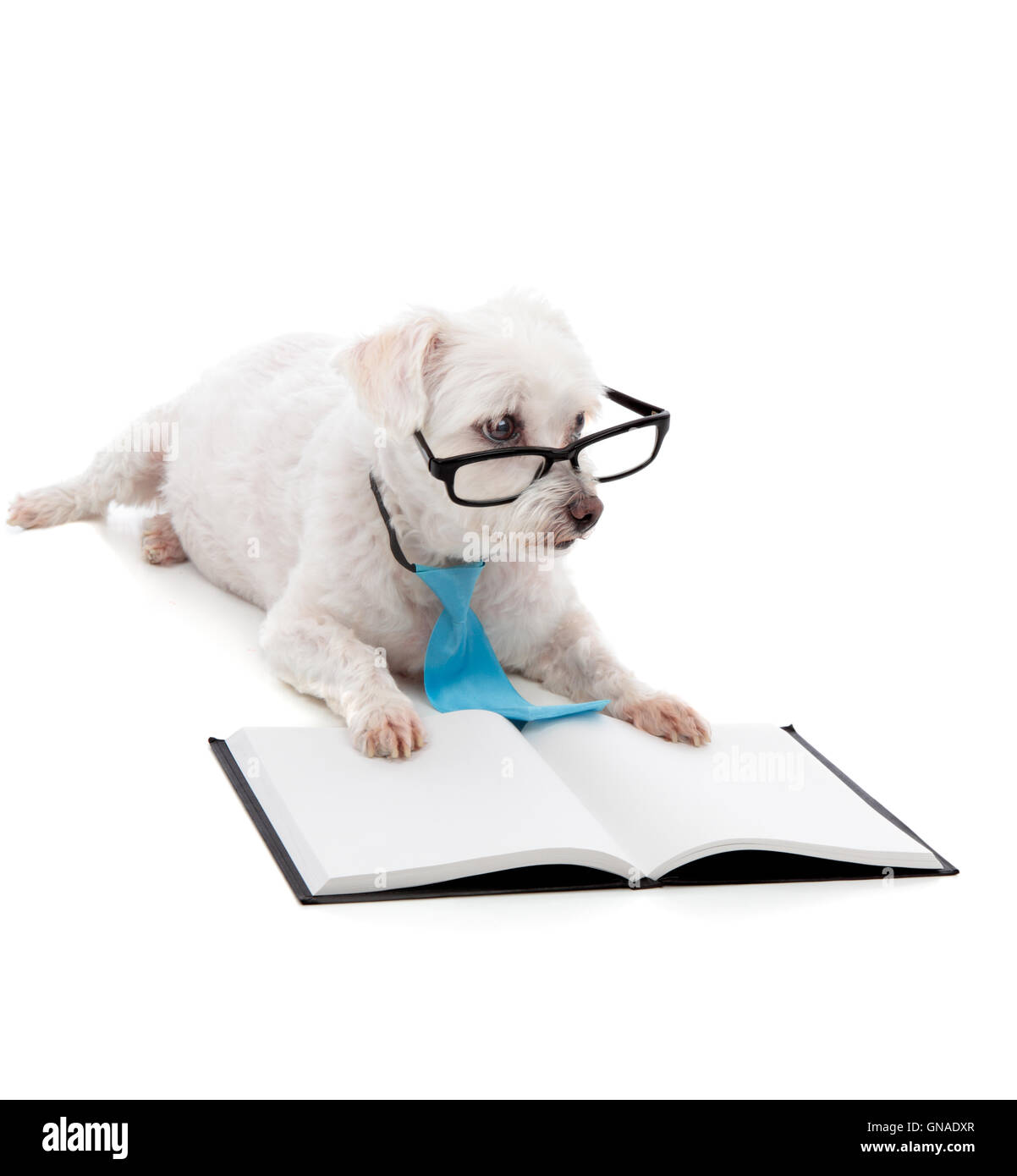 Puppy School Stock Photo: 116400447 - Alamy