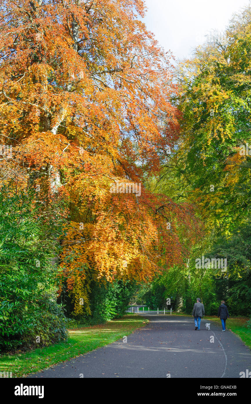 Couple walking with dog in Beautiful autumn park Stock Photo - Alamy