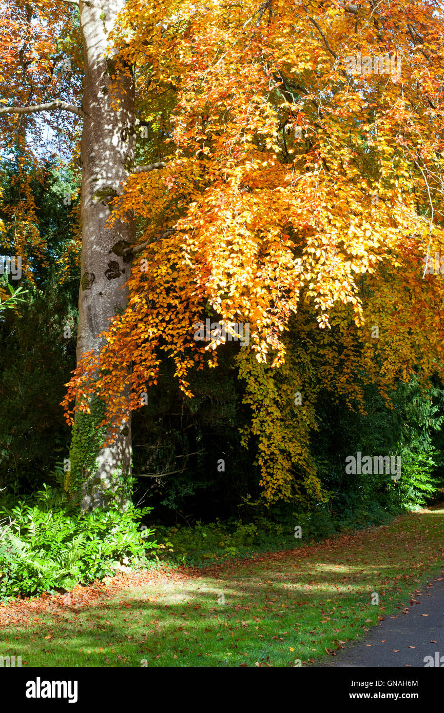 Beautiful Autumn Tree on a sunny day Stock Photo