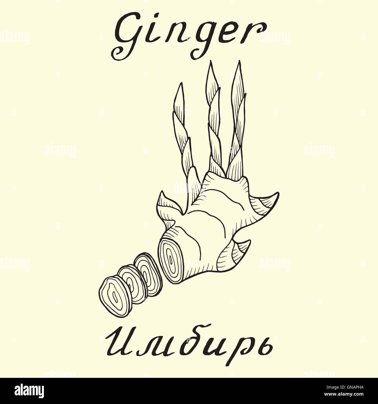 Ginger. Vector ink drawing and hand-lettering. In English and Russian texts Stock Vector