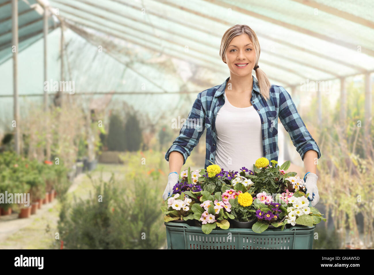 Joyful female gardener holding a rack of flowers in a greenhouse Stock ...