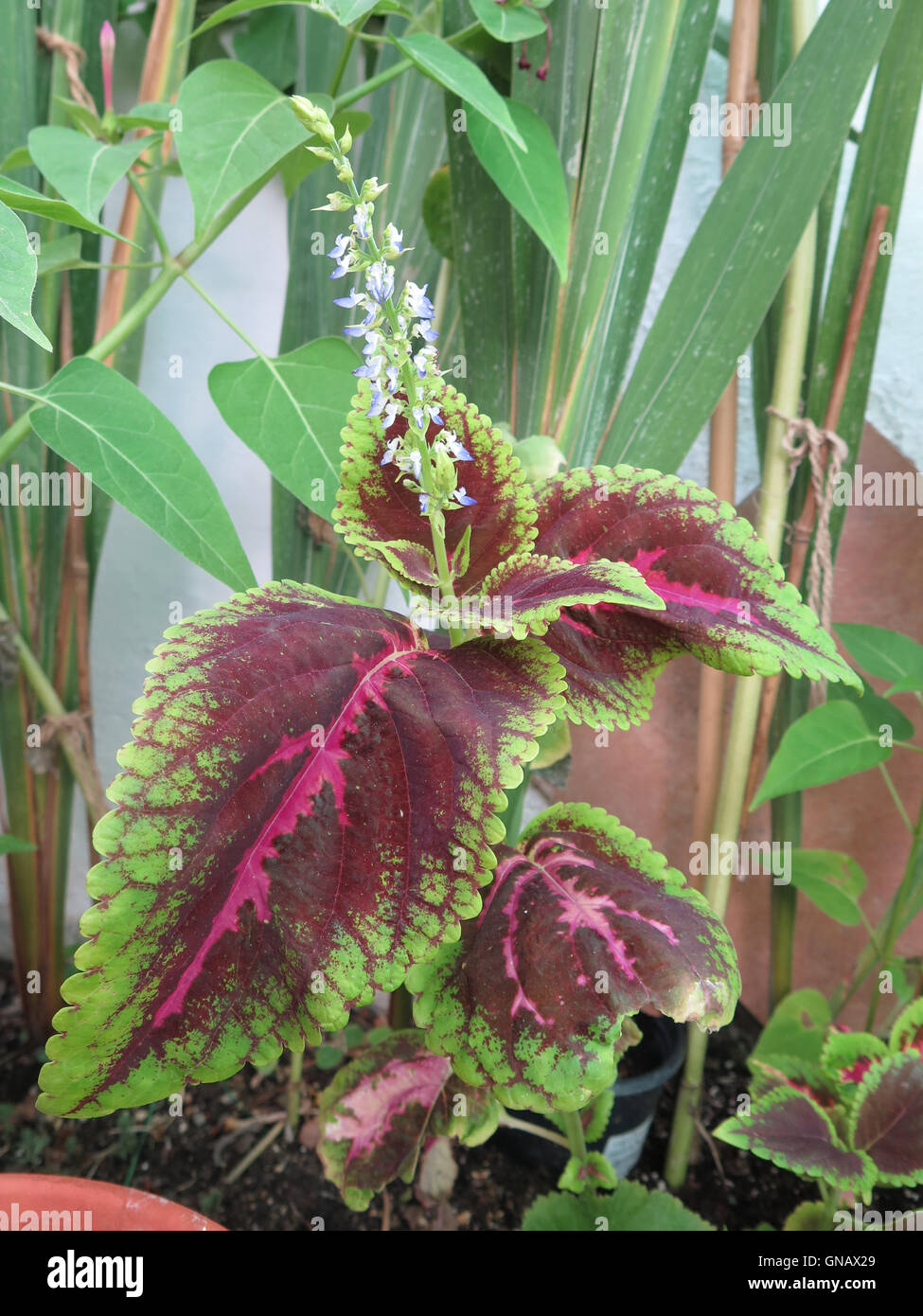 Coleus was a genus of flowering plants in the family Lamiaceae Stock Photo