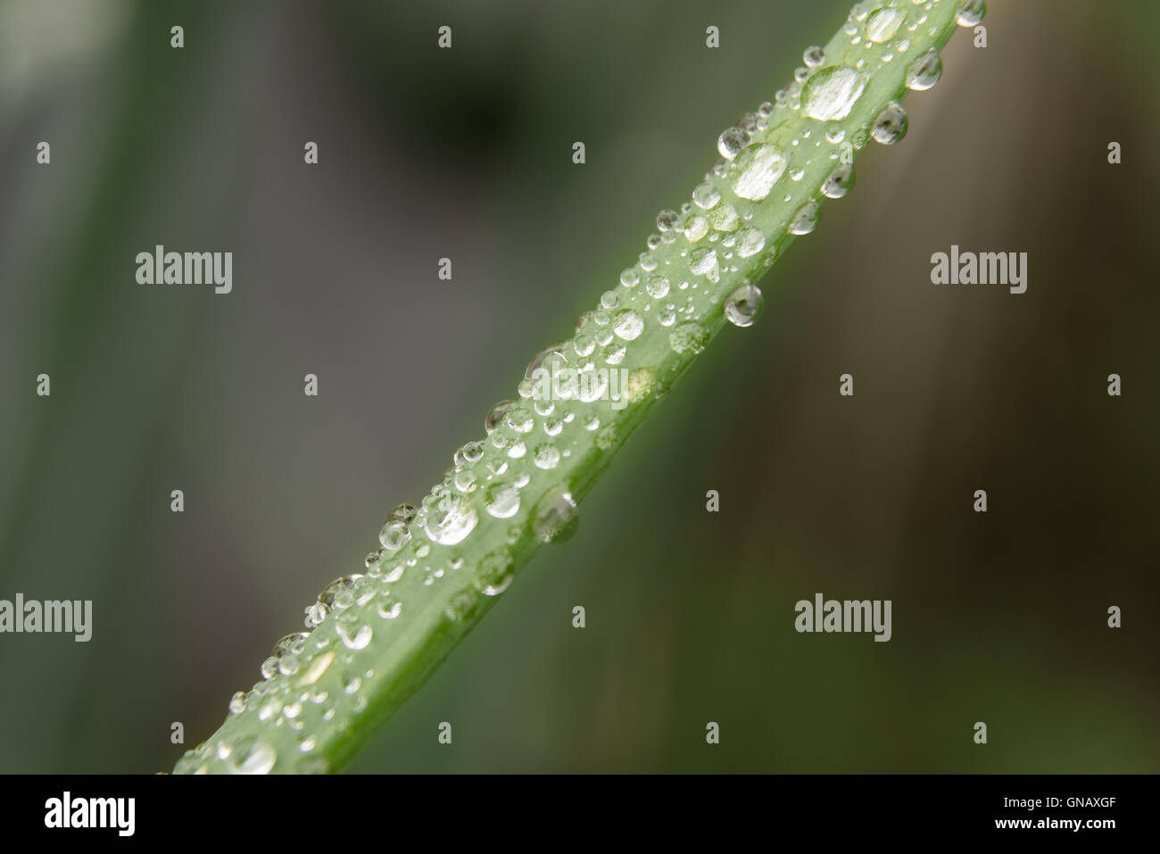 green onions covered with drops after rain in the garden Stock Photo