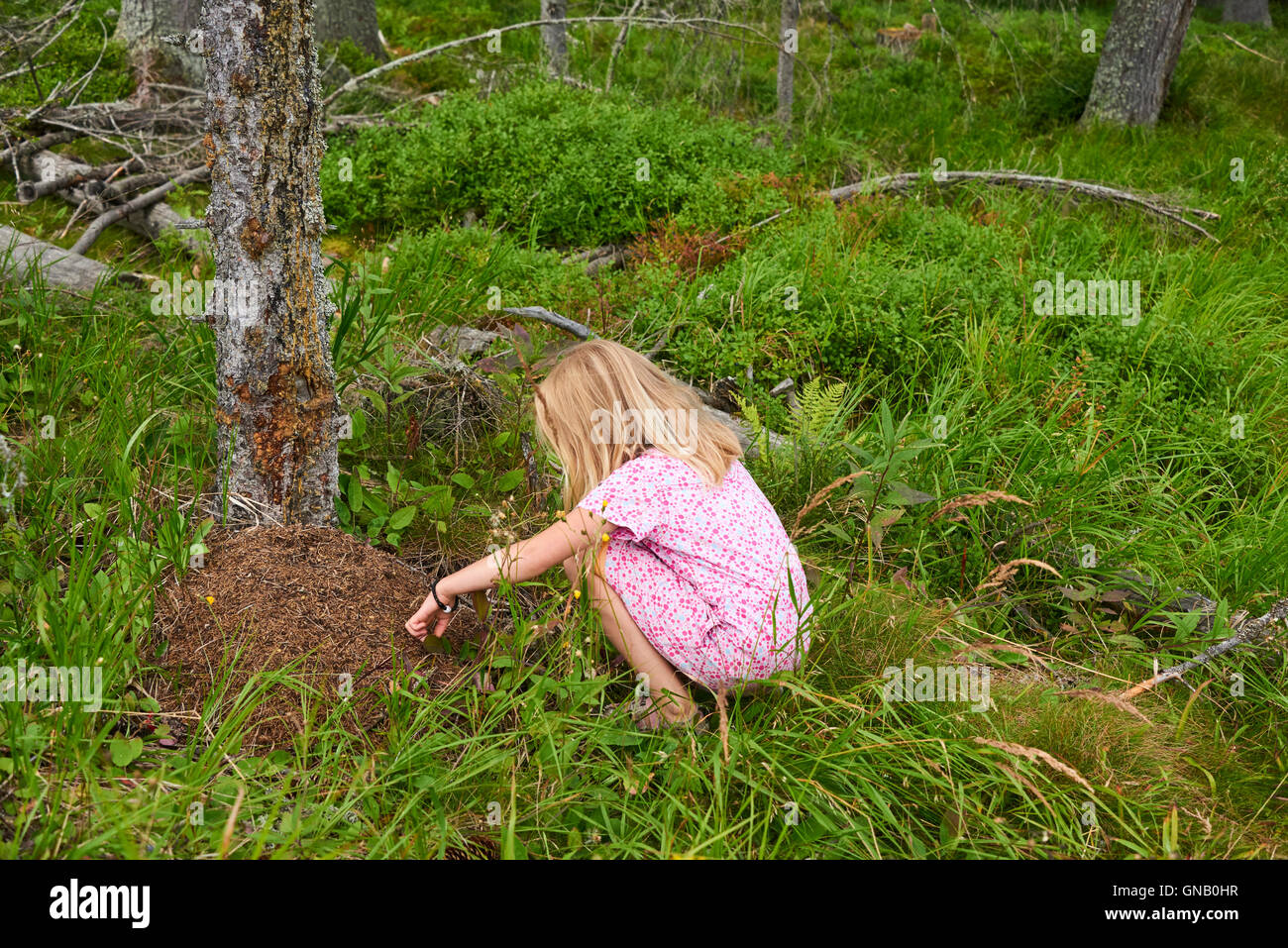 Child blond girl exploring and studying anthill in the woods. Stock Photo