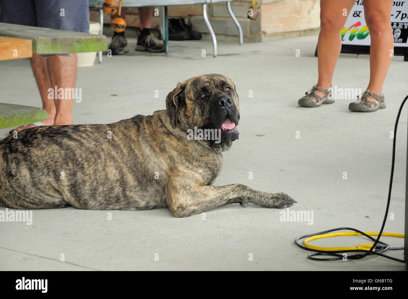 Mastiff Dog laying on cool cement during music concert Stock Photo