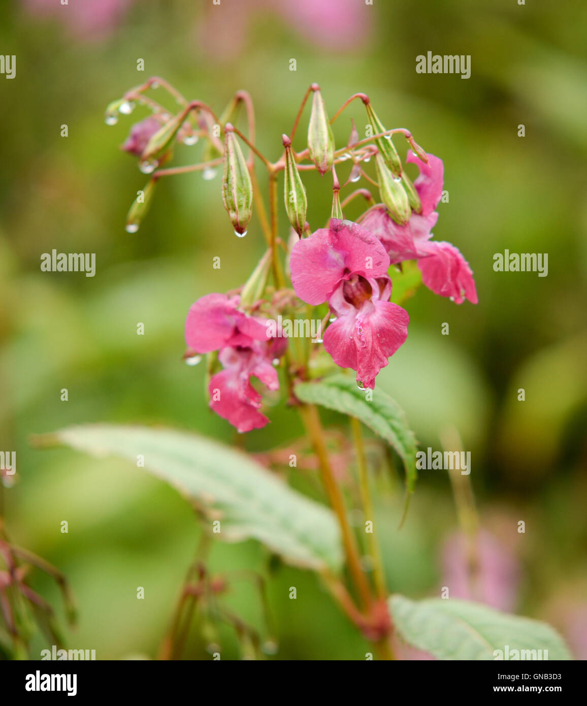 Flower heads and seeds of the Himalayan Balsam plant on the River Tweed an invasive species Stock Photo