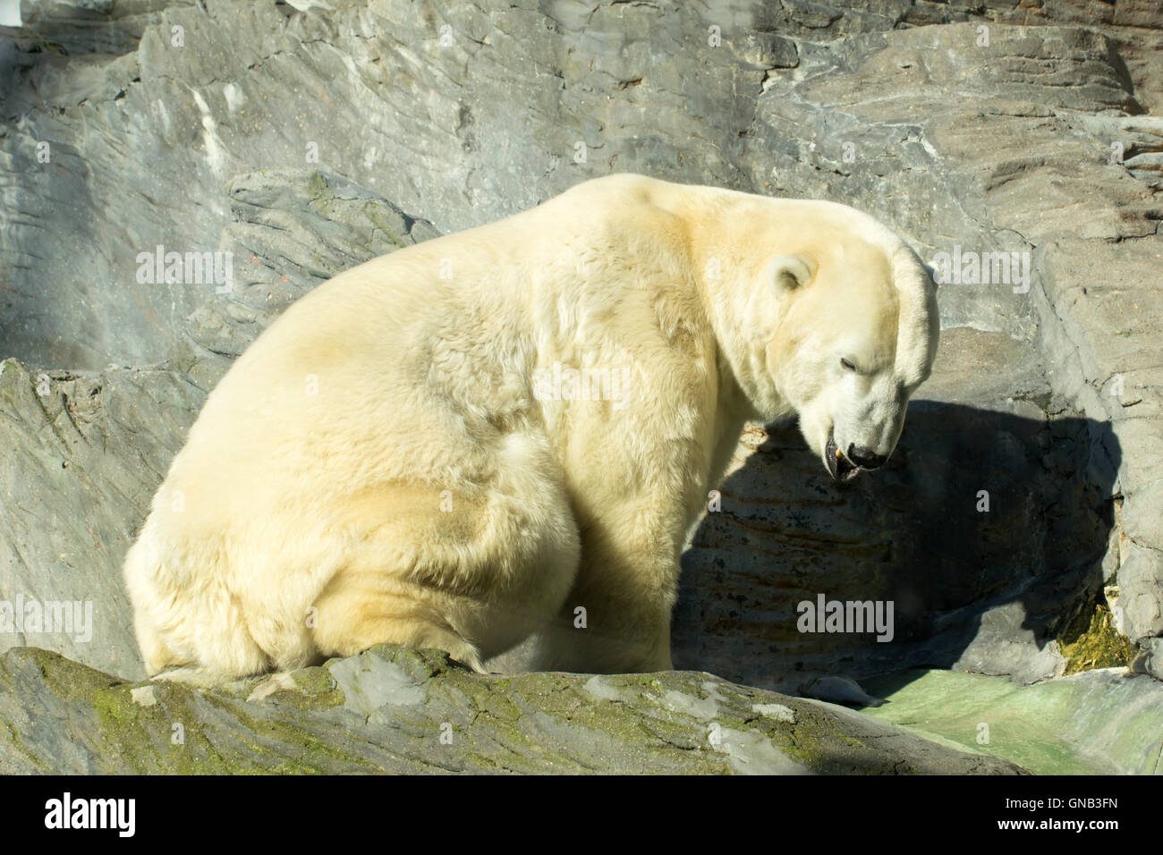 Polar bear at zoo Stock Photo