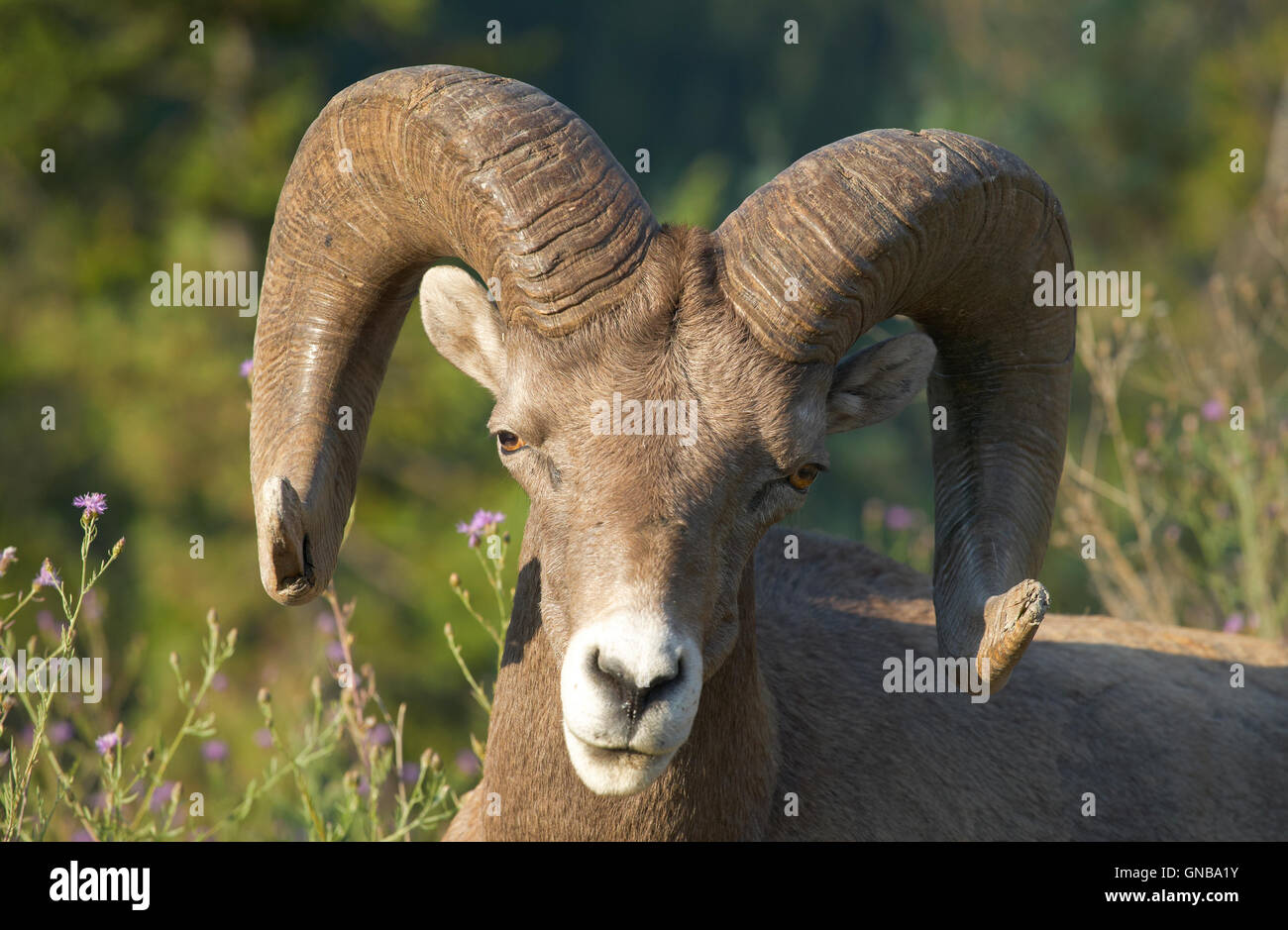 Mountain goat head detail. Alberta. Canada. Horizontal Stock Photo Alamy