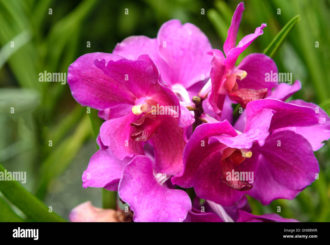 Vanda taib orchids flower in the garden. Stock Photo