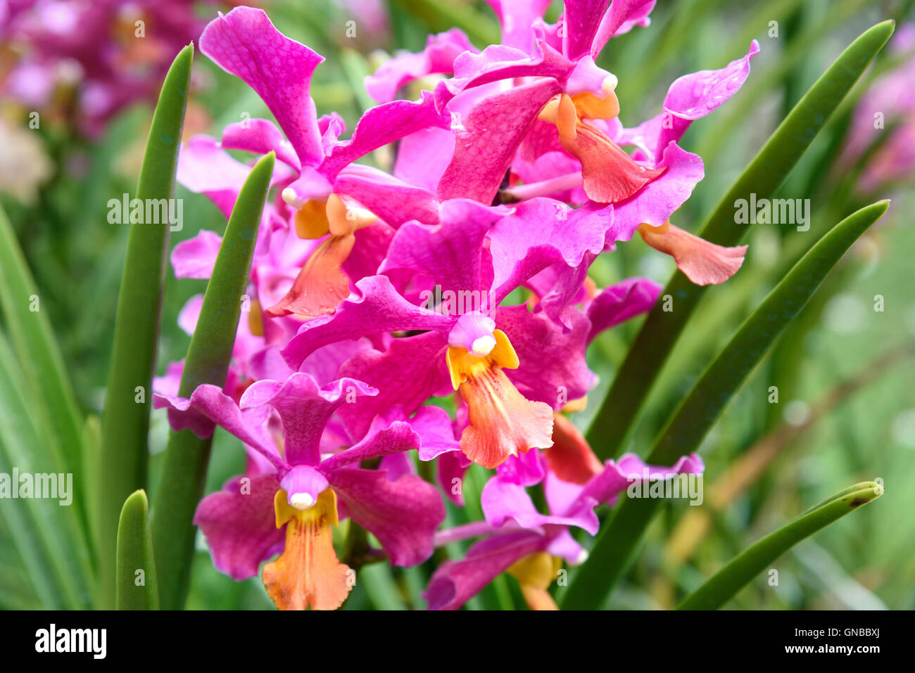 Vanda Tan Hoon Siang orchids flower in the garden. Stock Photo