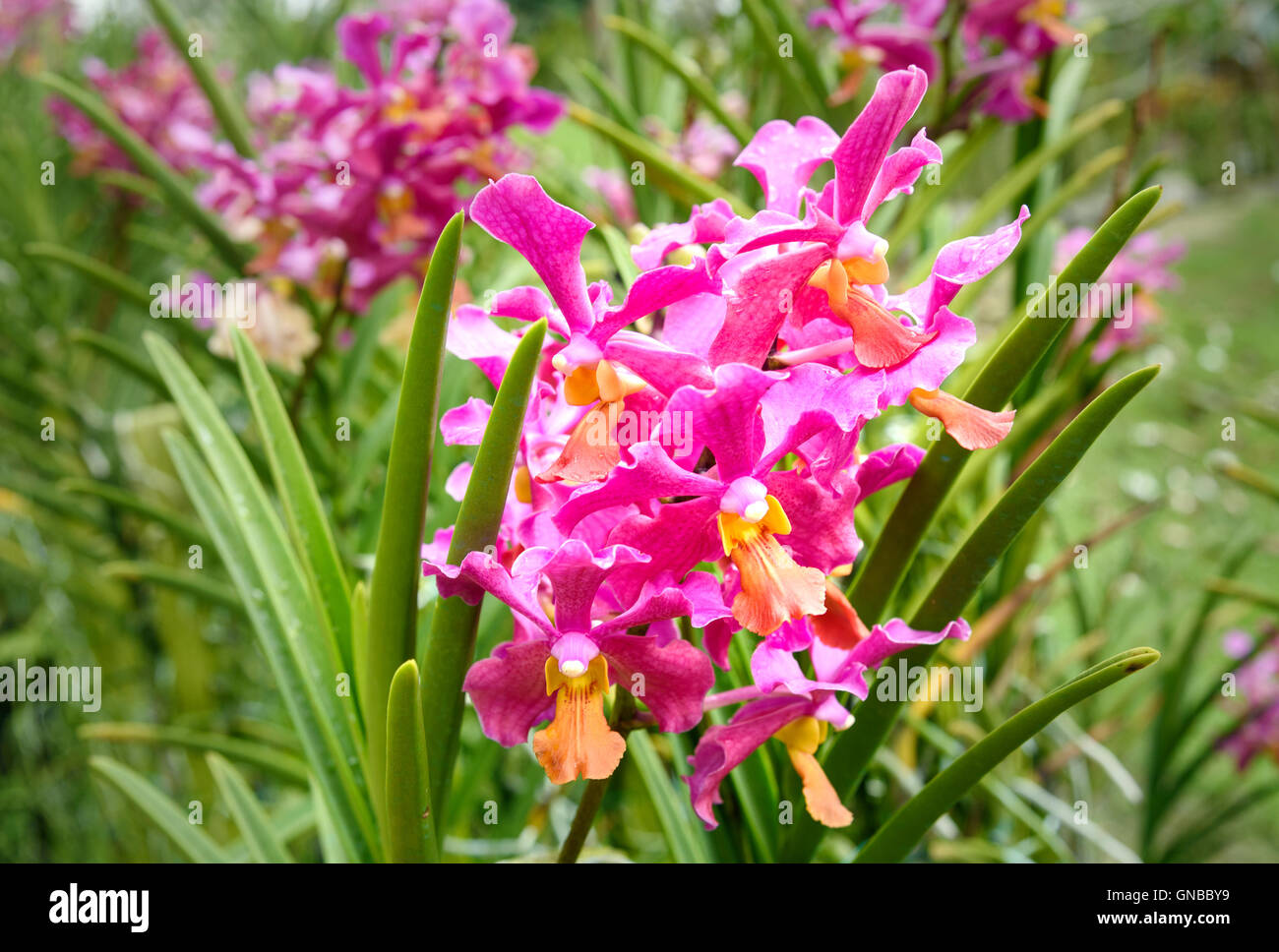 Vanda Tan Hoon Siang orchids flower in the garden. Stock Photo