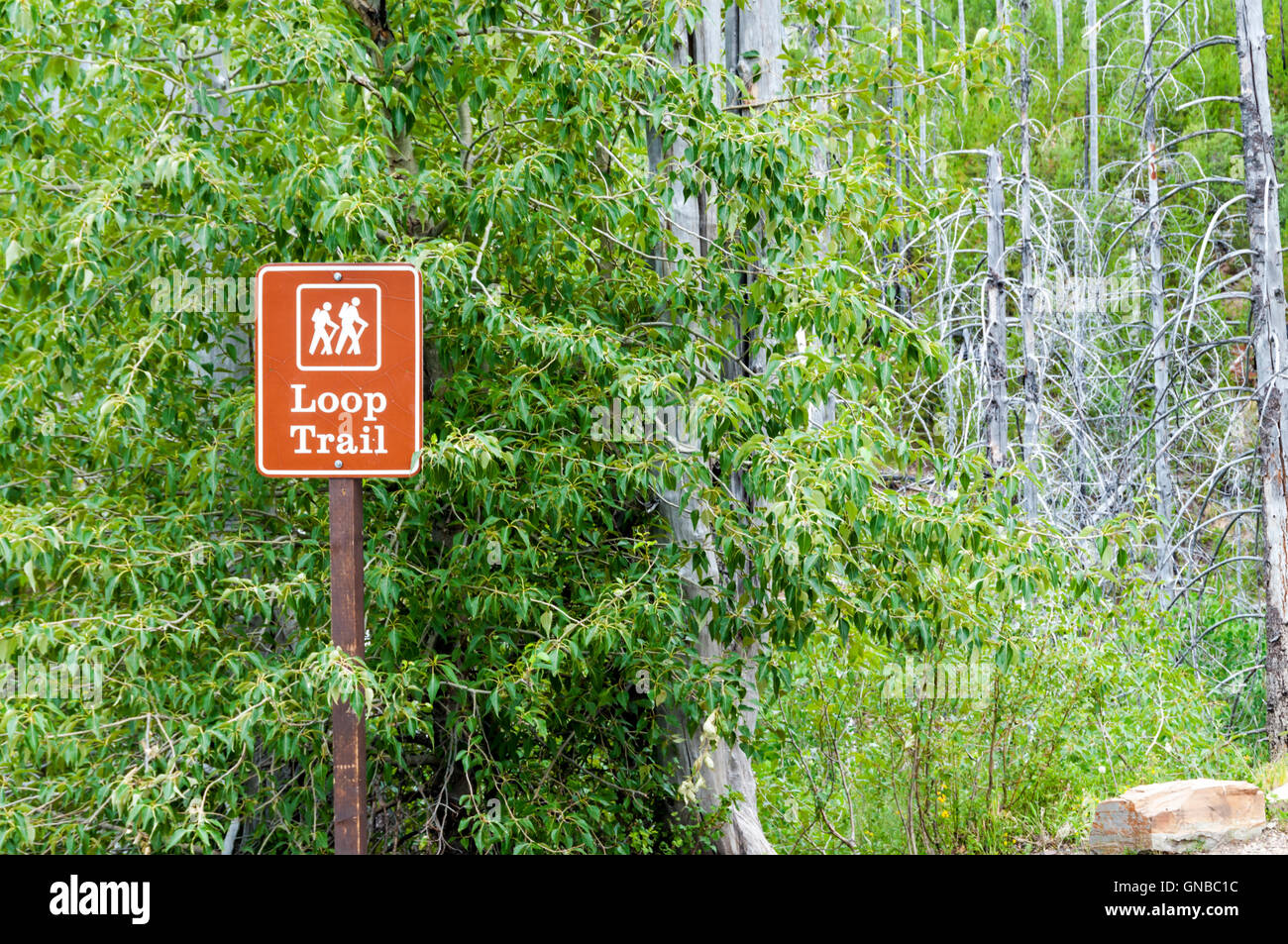 Trail Sign Loop. Image A sign for the Loop Trail in Glacier National Park, Montana Stock Photo ...