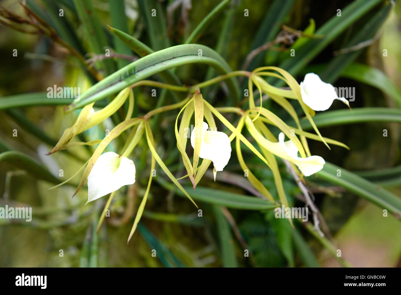 Brassavola orchids flower in the garden on green background Stock Photo