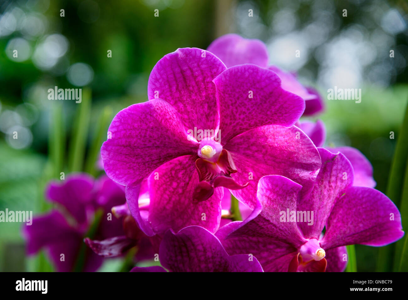Vanda Penang Currency orchids flower in the garden. Stock Photo