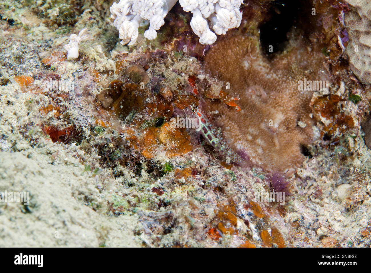 Longspine sandgoby (coryphopterus longispinus) in the Red Sea. Stock Photo