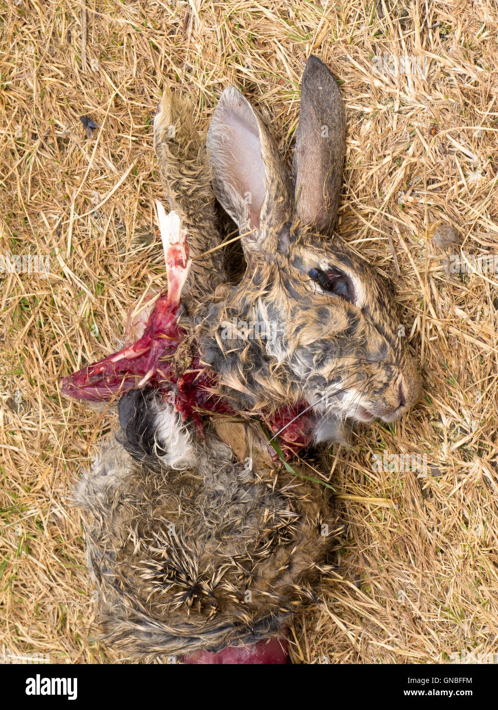 Easter bunny is dead, carcass of mutilated rabbit Stock Photo
