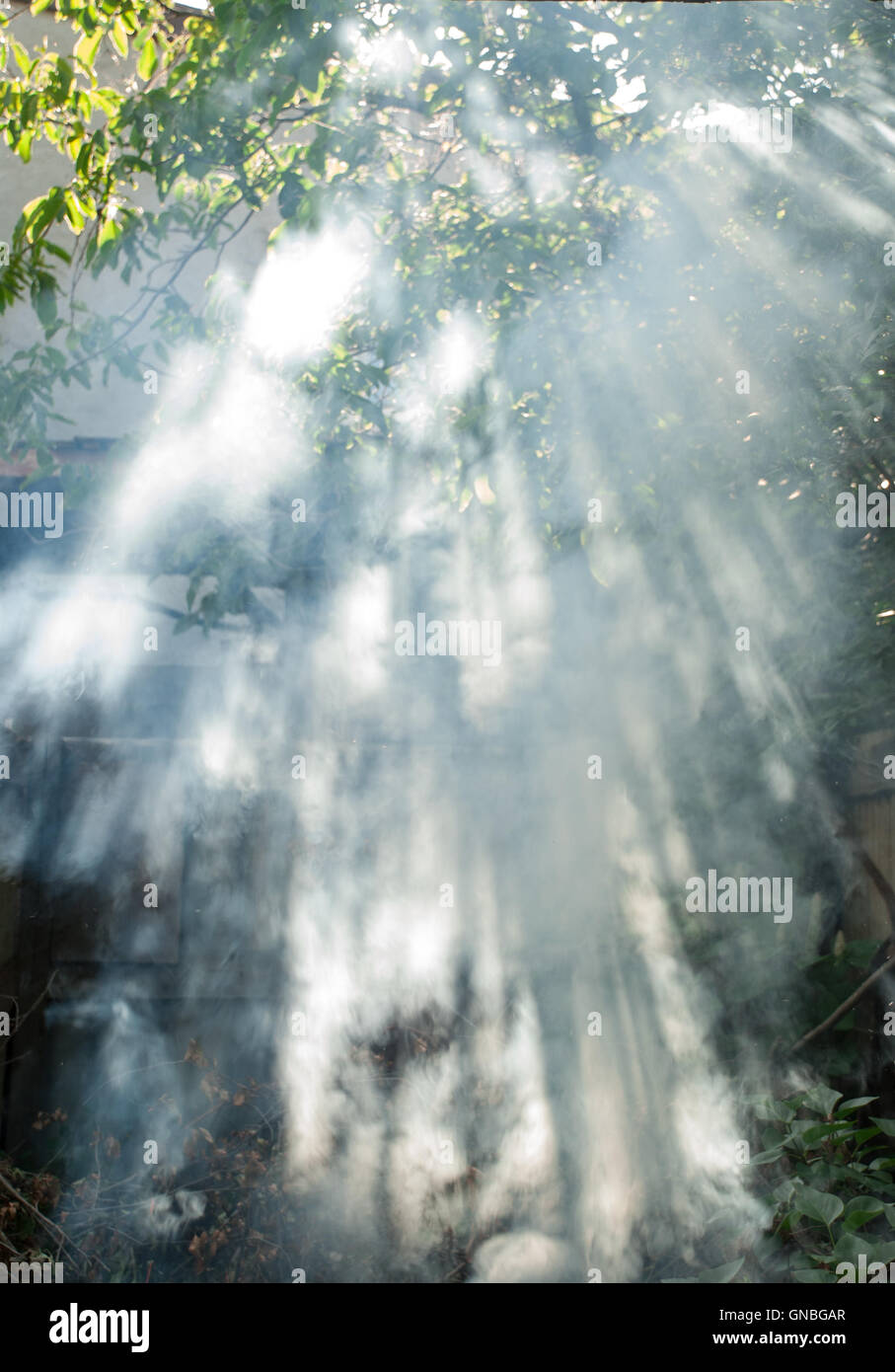 Sun rays pass through trees hi-res stock photography and images - Alamy