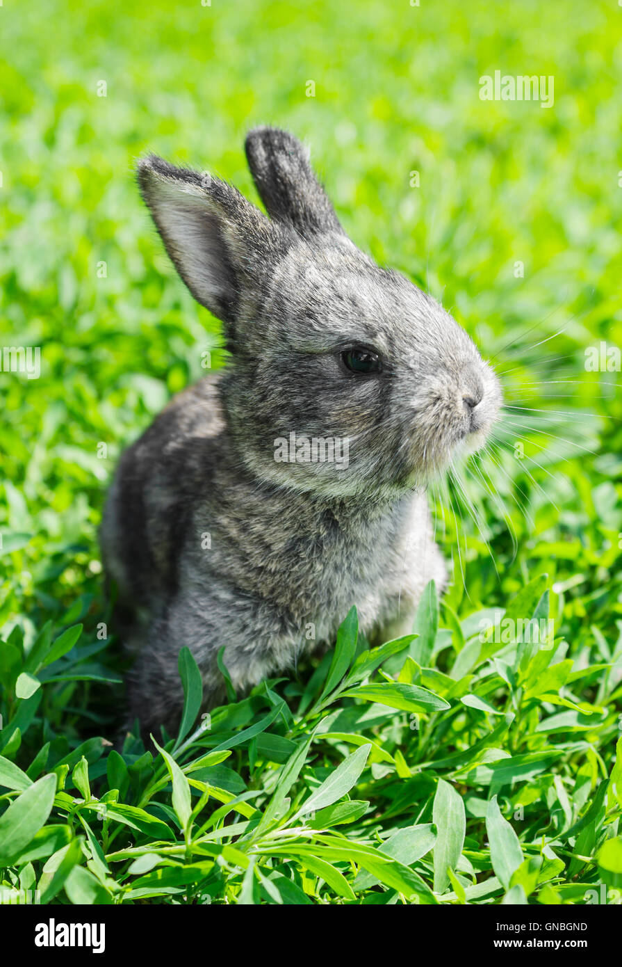 Little gray rabbit on the green lawn Stock Photo - Alamy