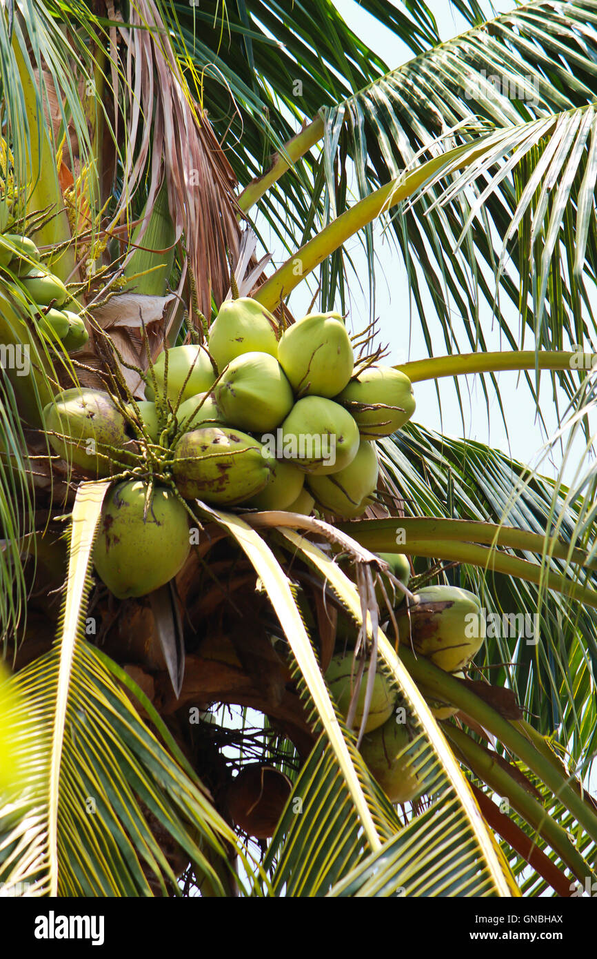 green coconut at tree Stock Photo Alamy