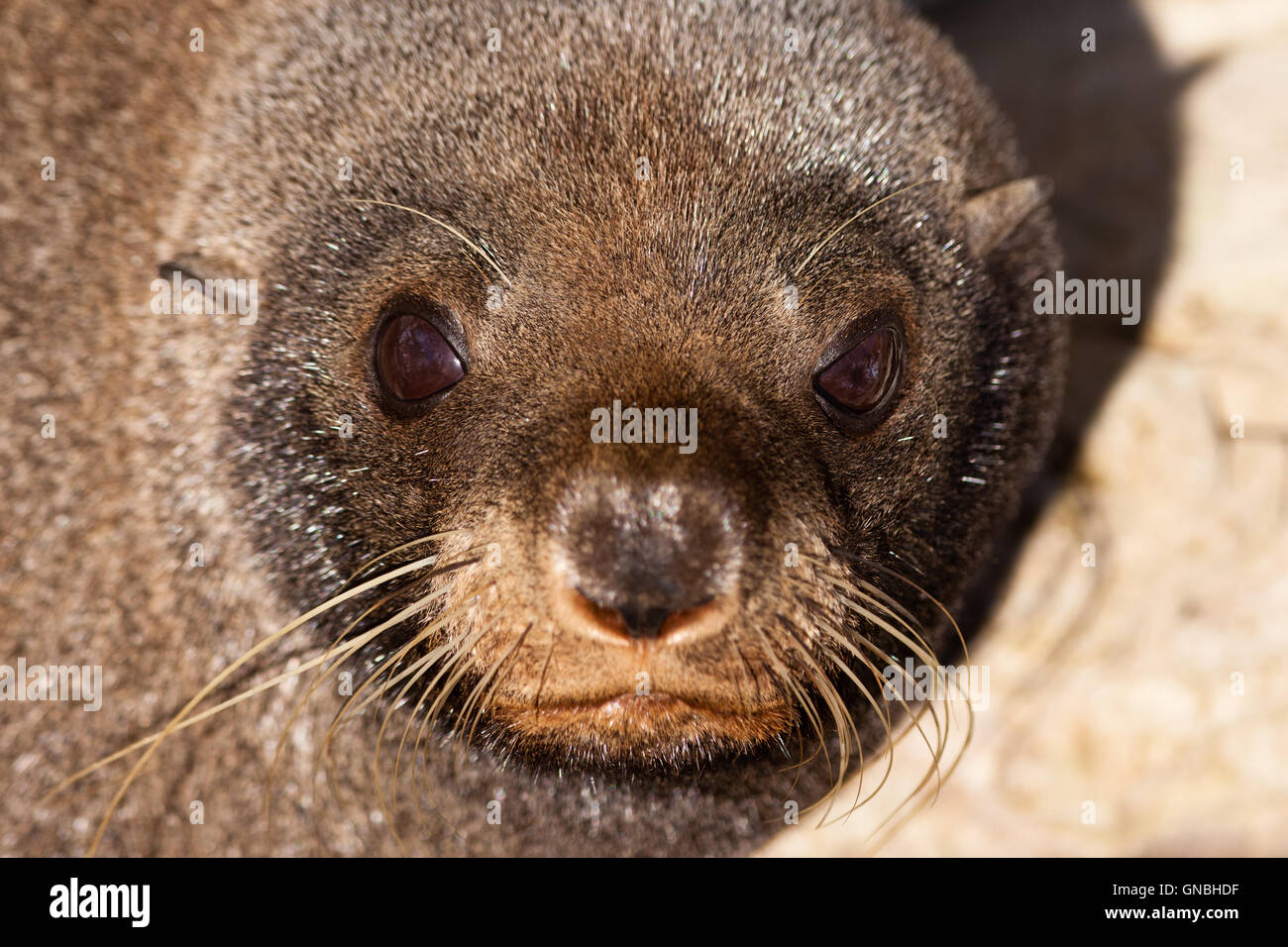 New Zealand fur seal, Arctocephalus forsteri Stock Photo - Alamy