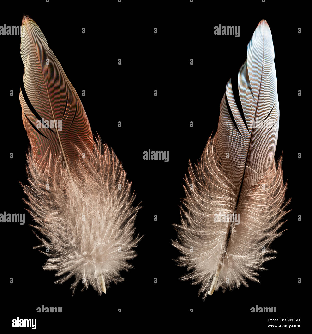 Bird feather or quill Stock Photo Alamy