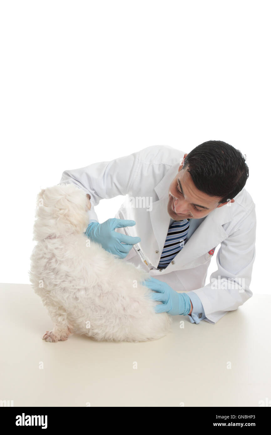 Dog receiving medicine or vaccination Stock Photo