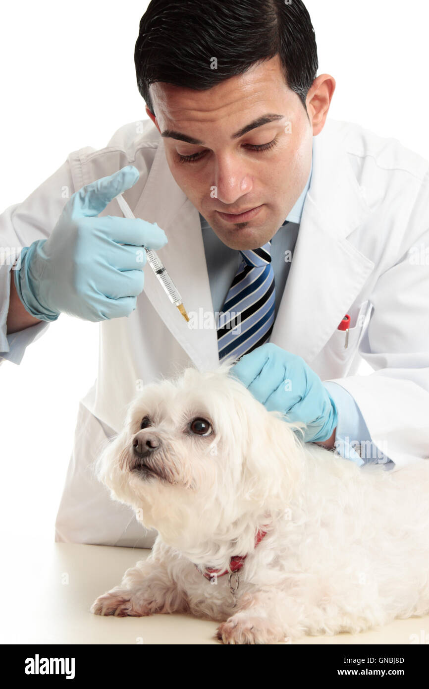 Vet injection to dog's scruff of neck Stock Photo