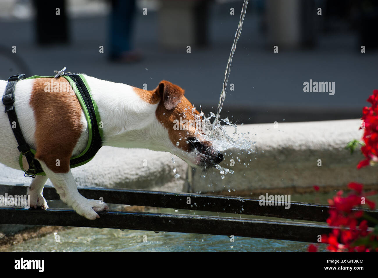 A thirsty dog tries to drink from the fountain. Stock Photo