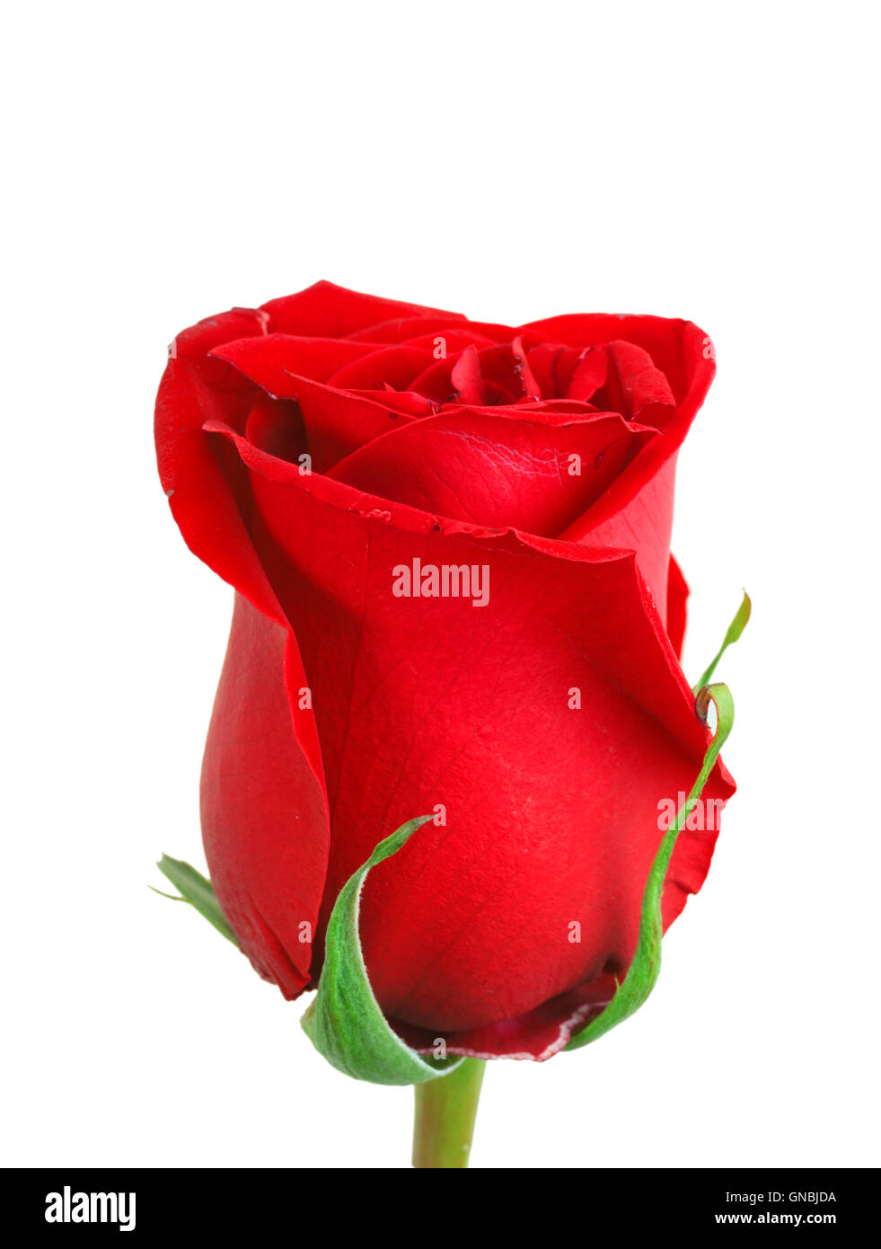 Red budflower of rose Stock Photo Alamy