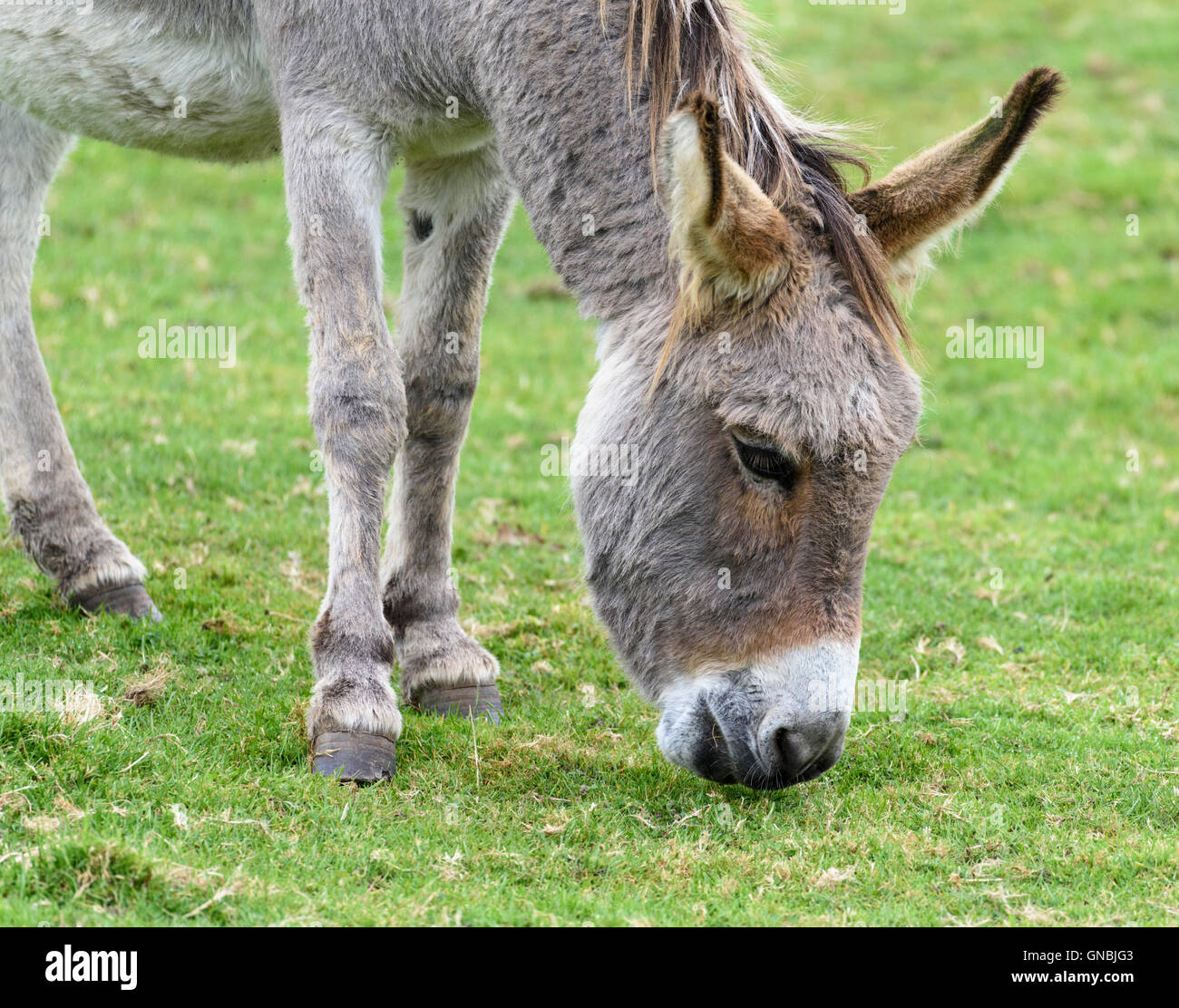 Head, neck & forelegs of a gray donkey grazing on grass Stock Photo