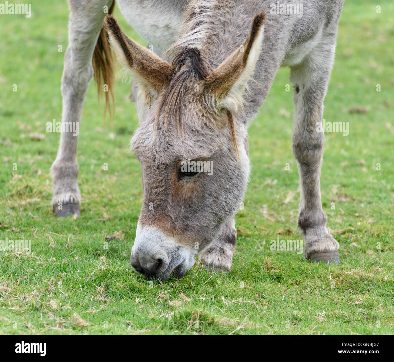 Head, neck & forelegs of a gray donkey grazing on grass Stock Photo