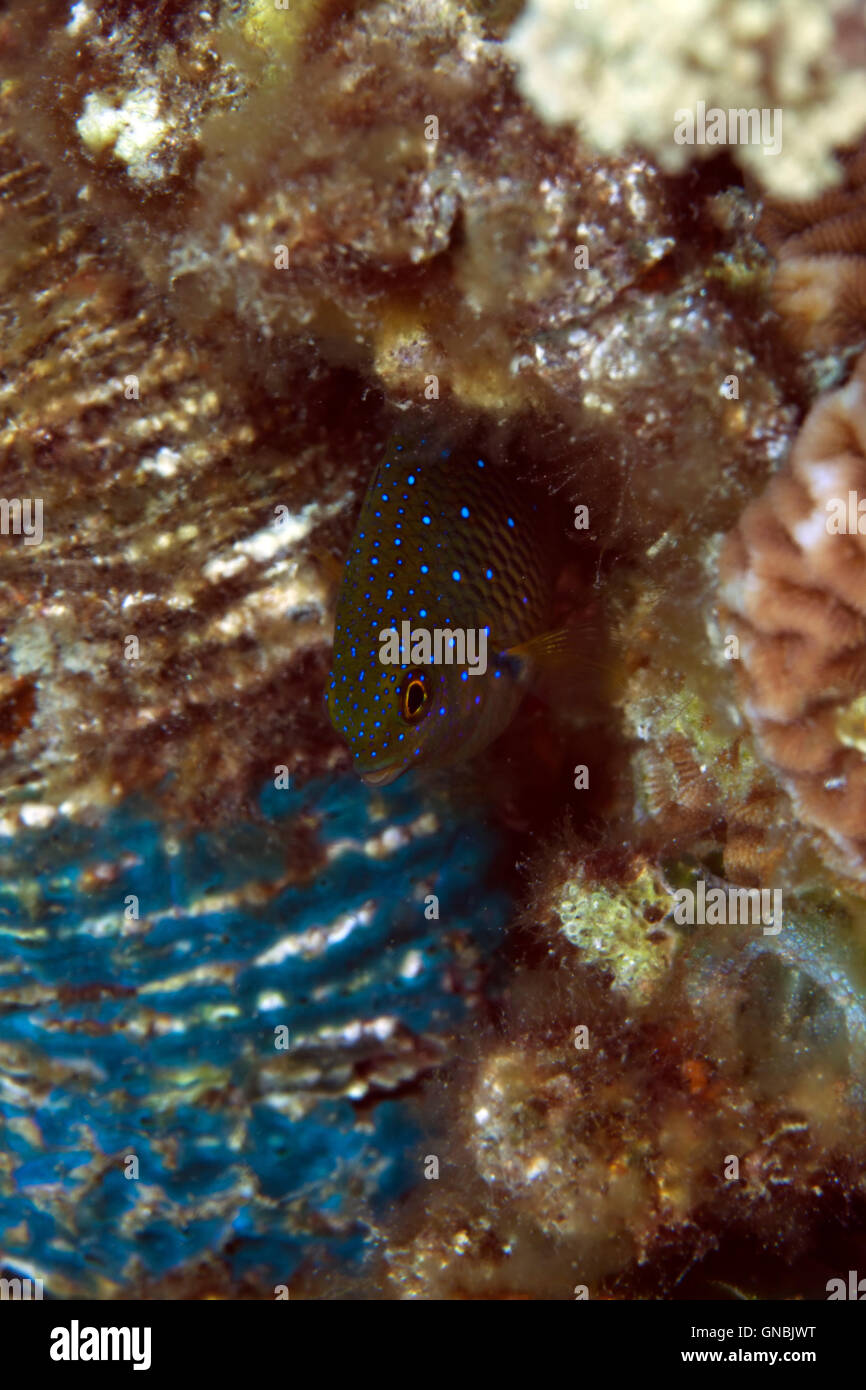 Jewel damselfish in the Red Sea. Stock Photo