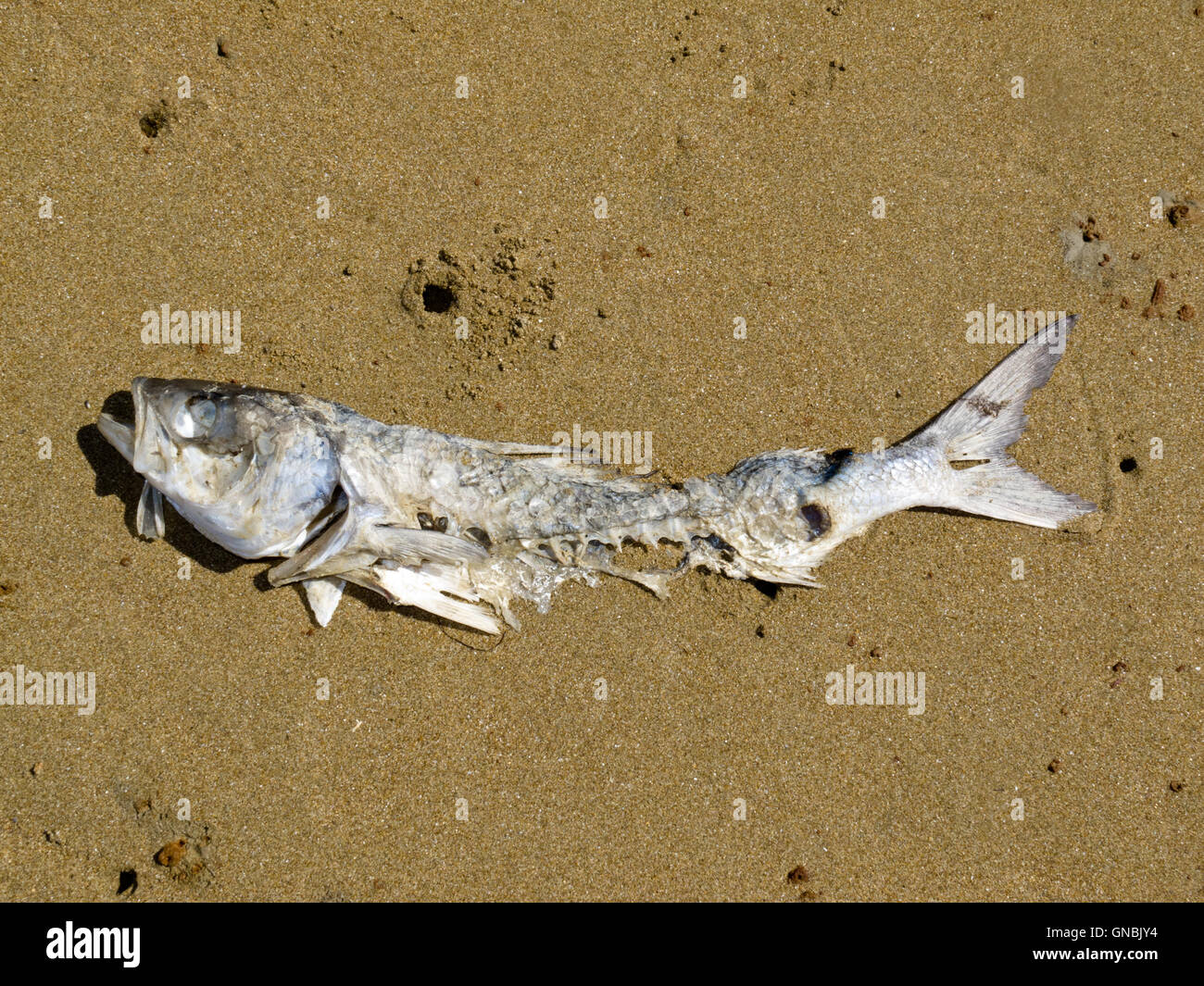 Decomposing dead fish carcass washed ashore Stock Photo