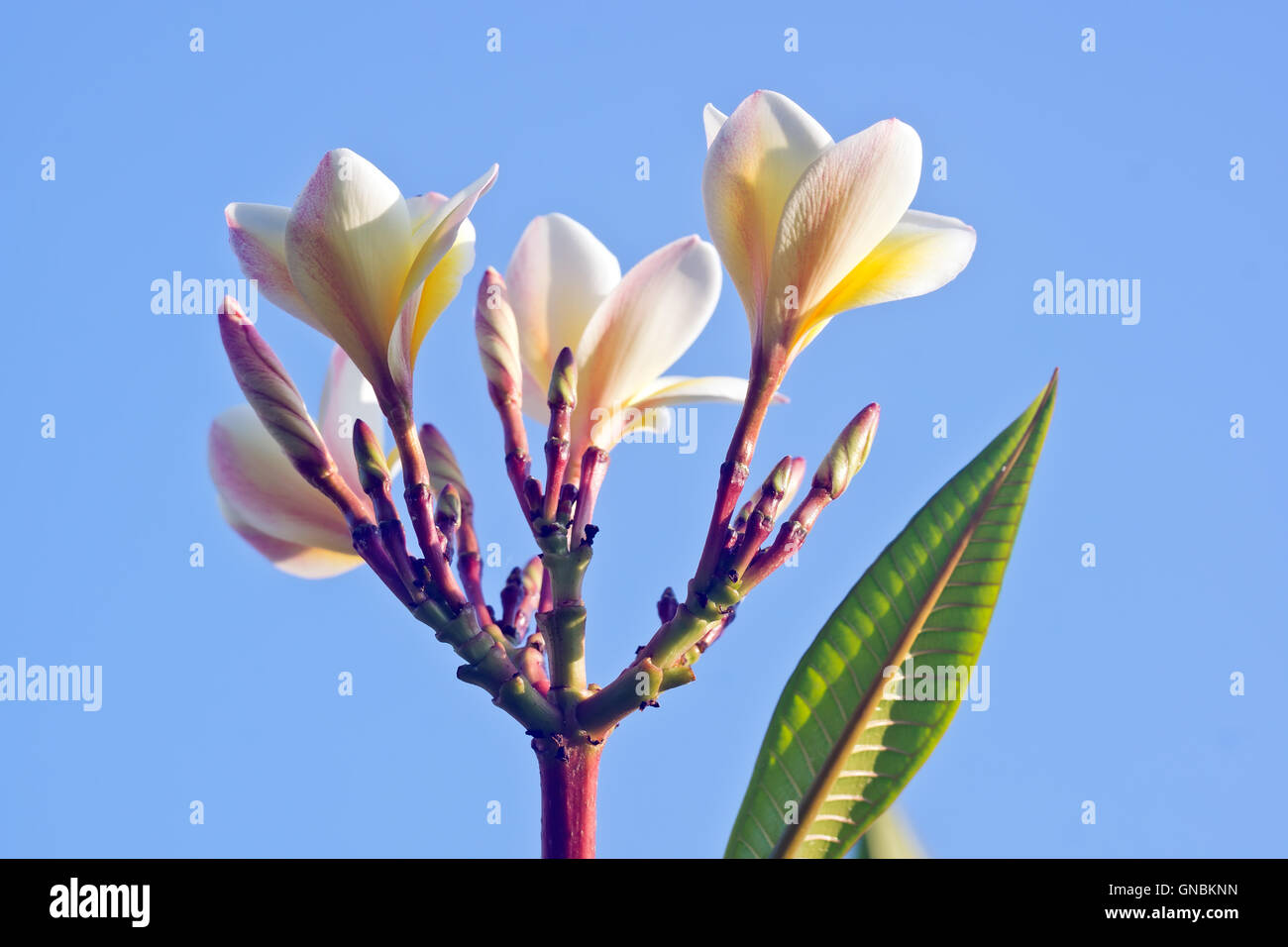 White Frangipani flowers Stock Photo