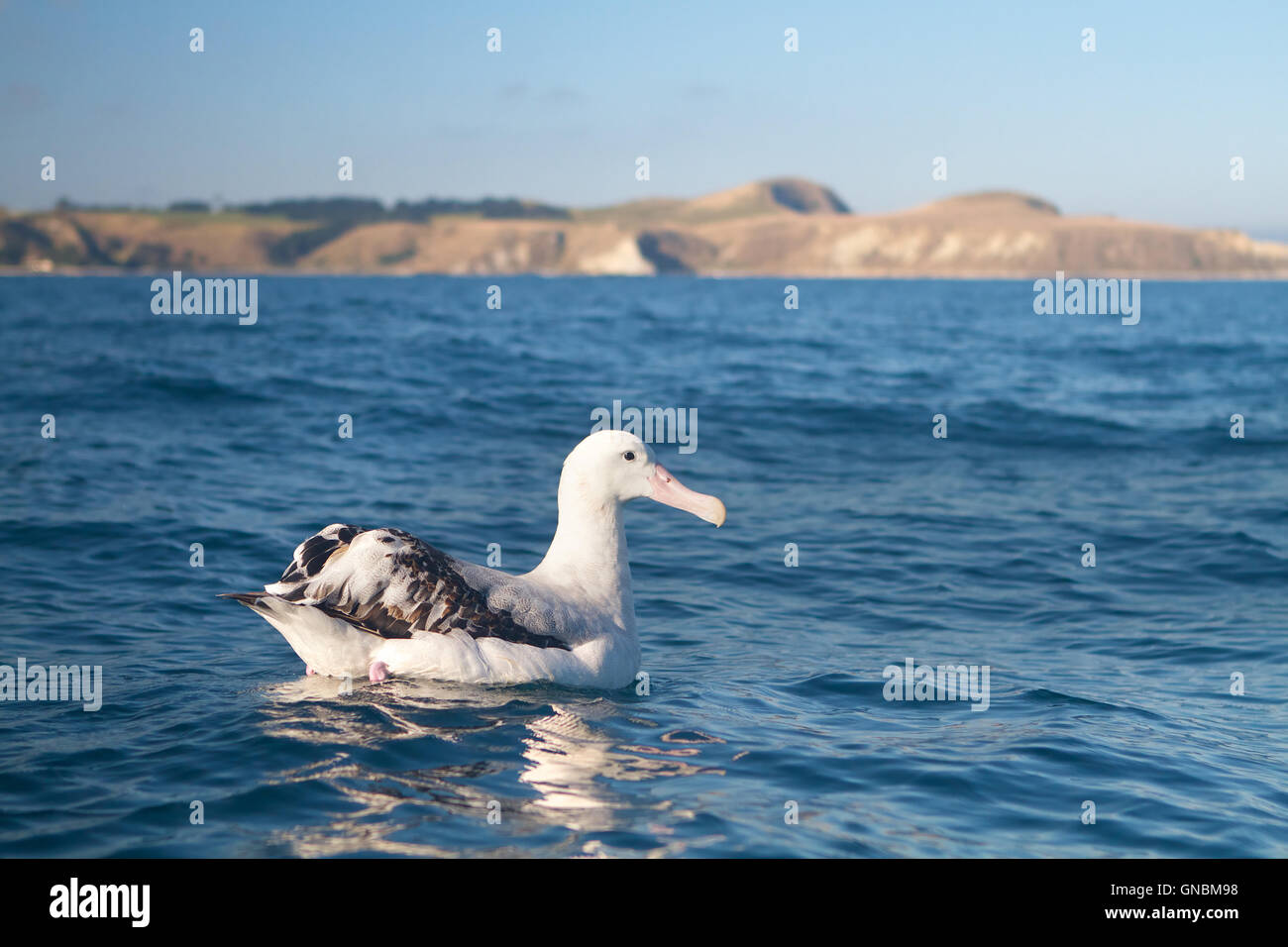 Large albatross hi-res stock photography and images - Alamy