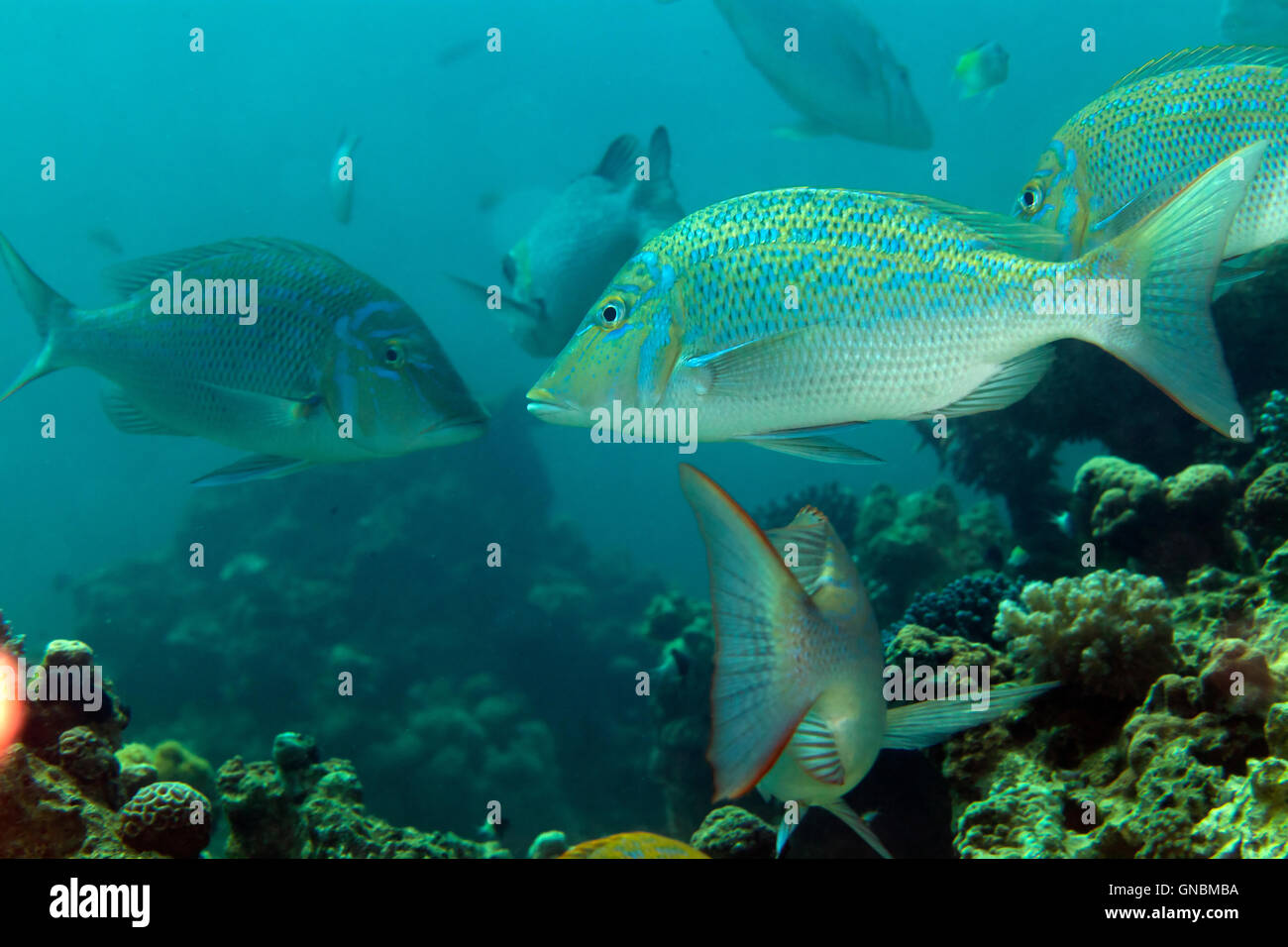 Spangled emperor (lethrinus nebulosus) in the Red Sea Stock Photo Alamy