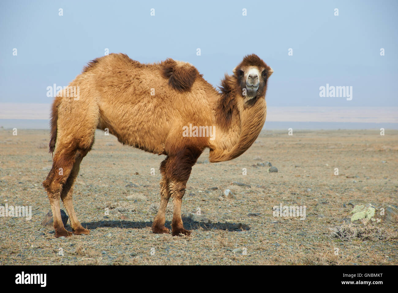 Camel in the desert Stock Photo - Alamy