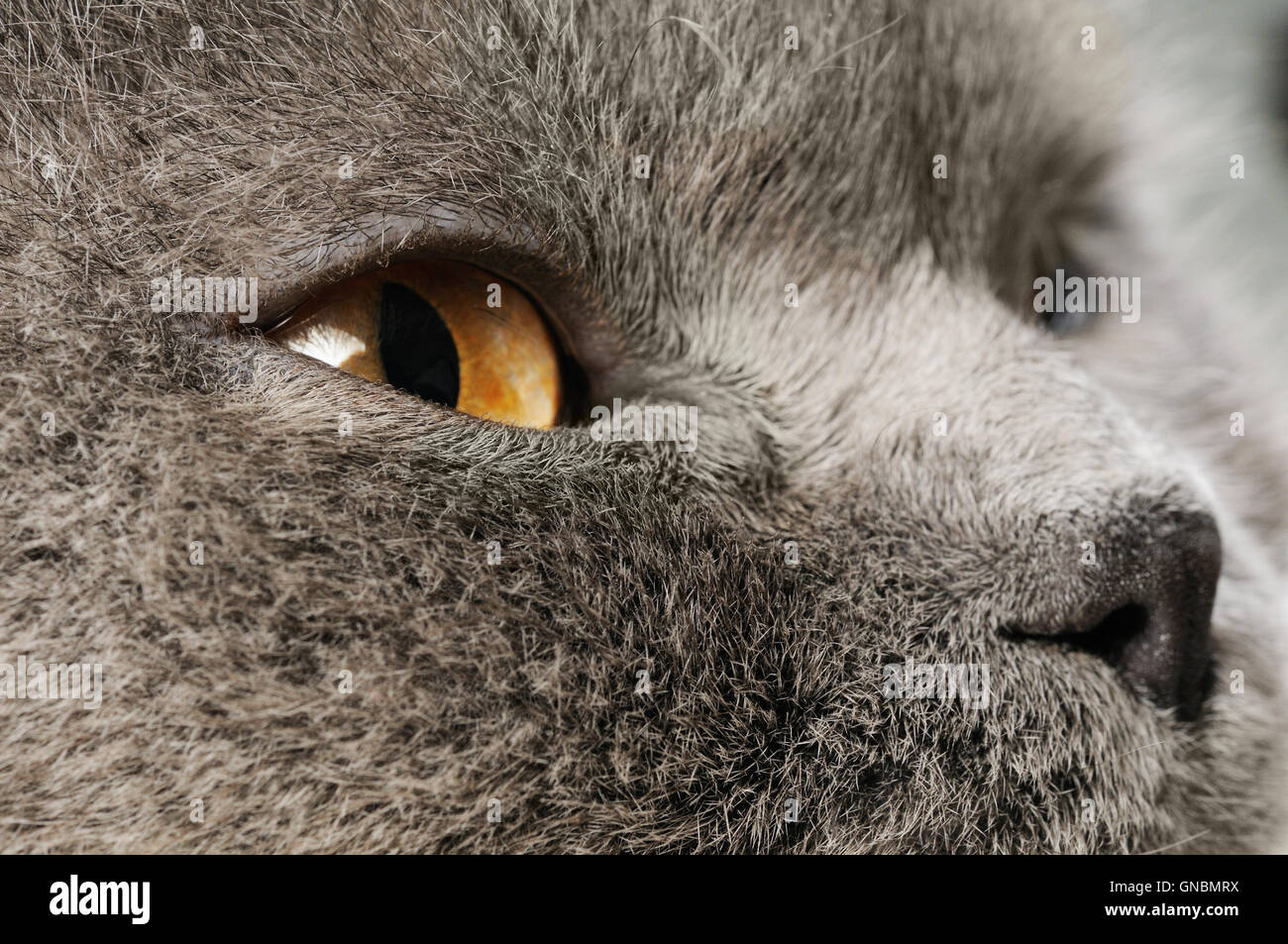 Closeup photo of a quiet British cat Stock Photo Alamy