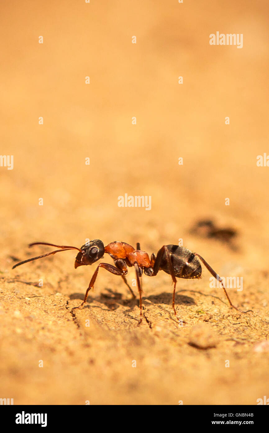 black ant with orange back walking in the sand Stock Photo