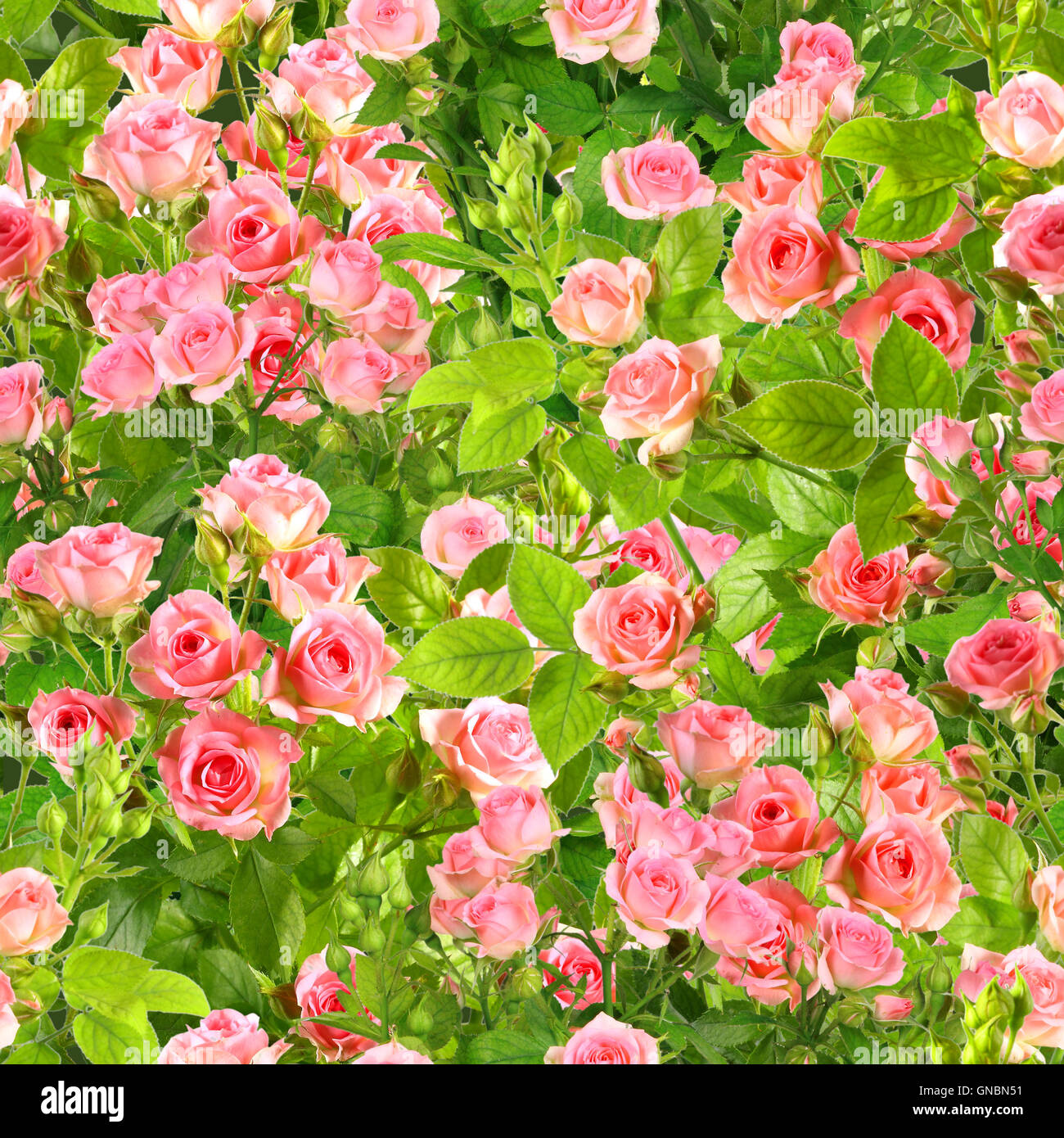 Background of branches with pink roses flowers Stock Photo - Alamy