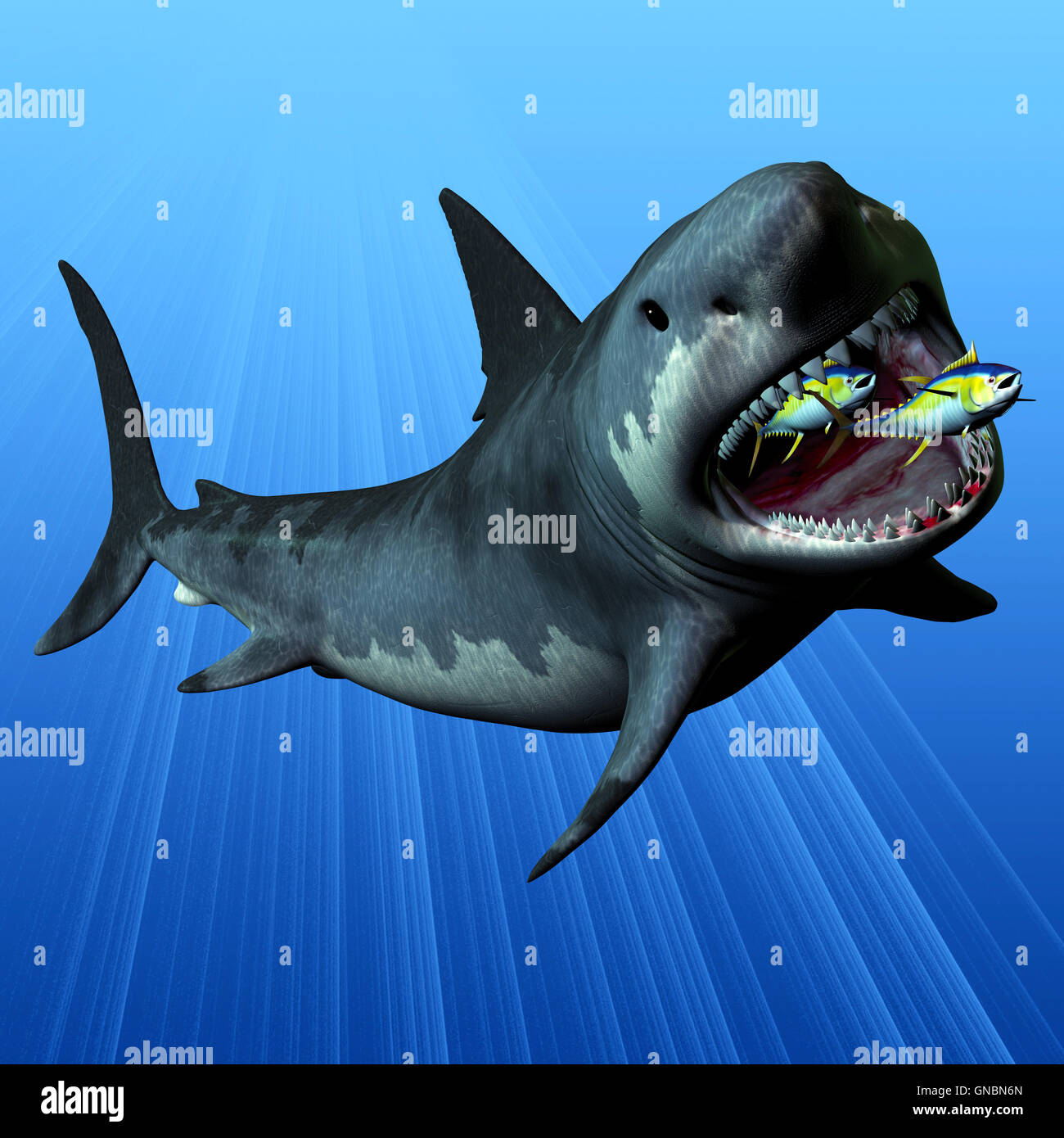 Megalodon hi-res stock photography and images - Alamy