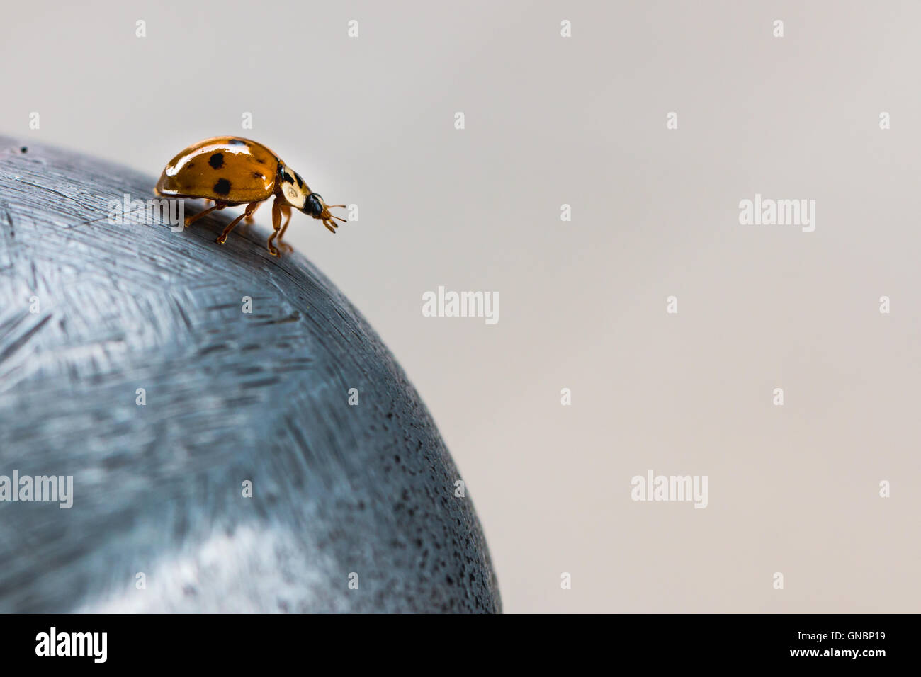 Metal wings hi-res stock photography and images - Alamy