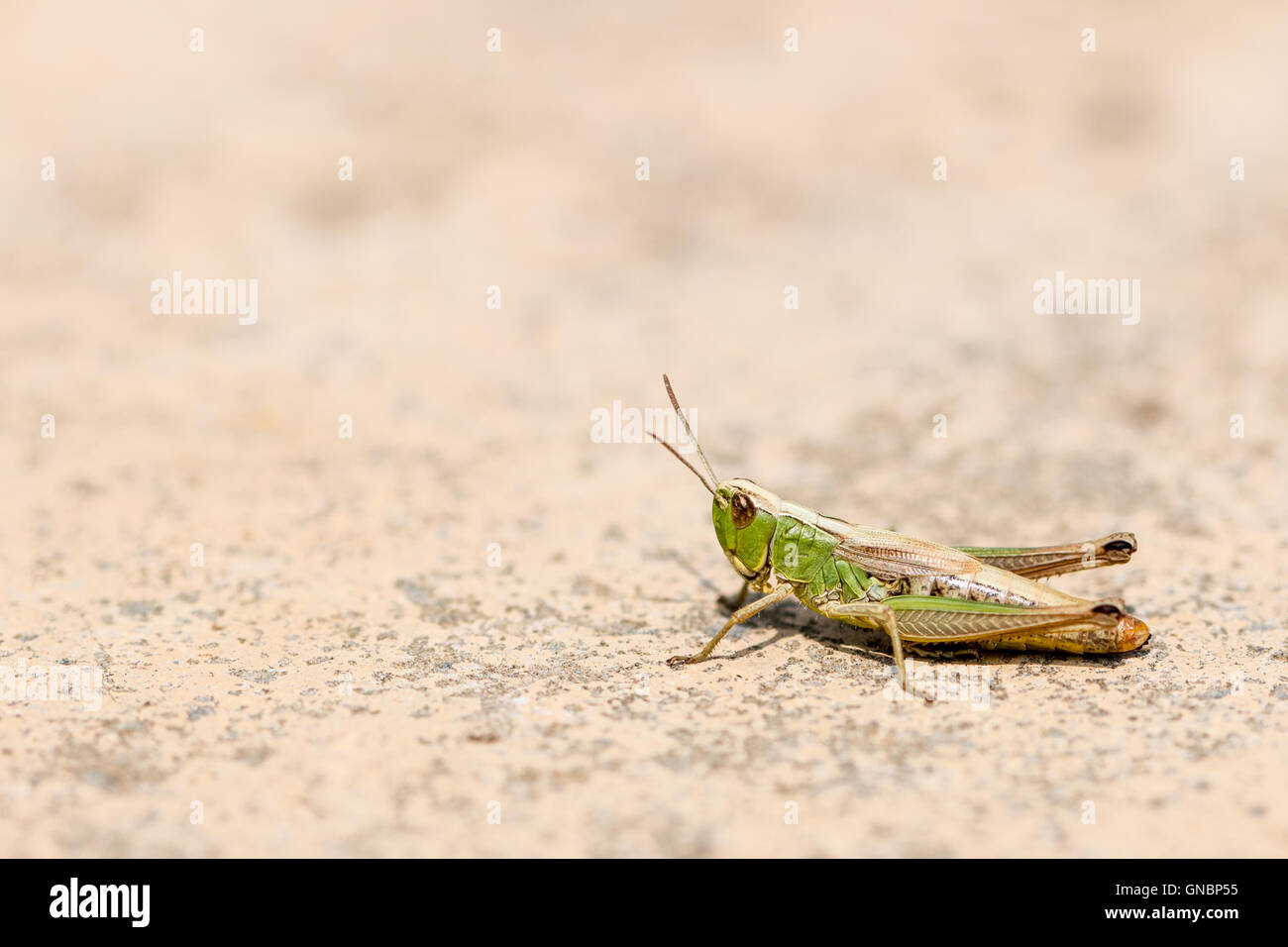 Green grasshopper on the sidewalk Stock Photo