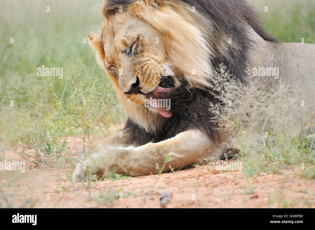 Male lion in the Kalahari Stock Photo
