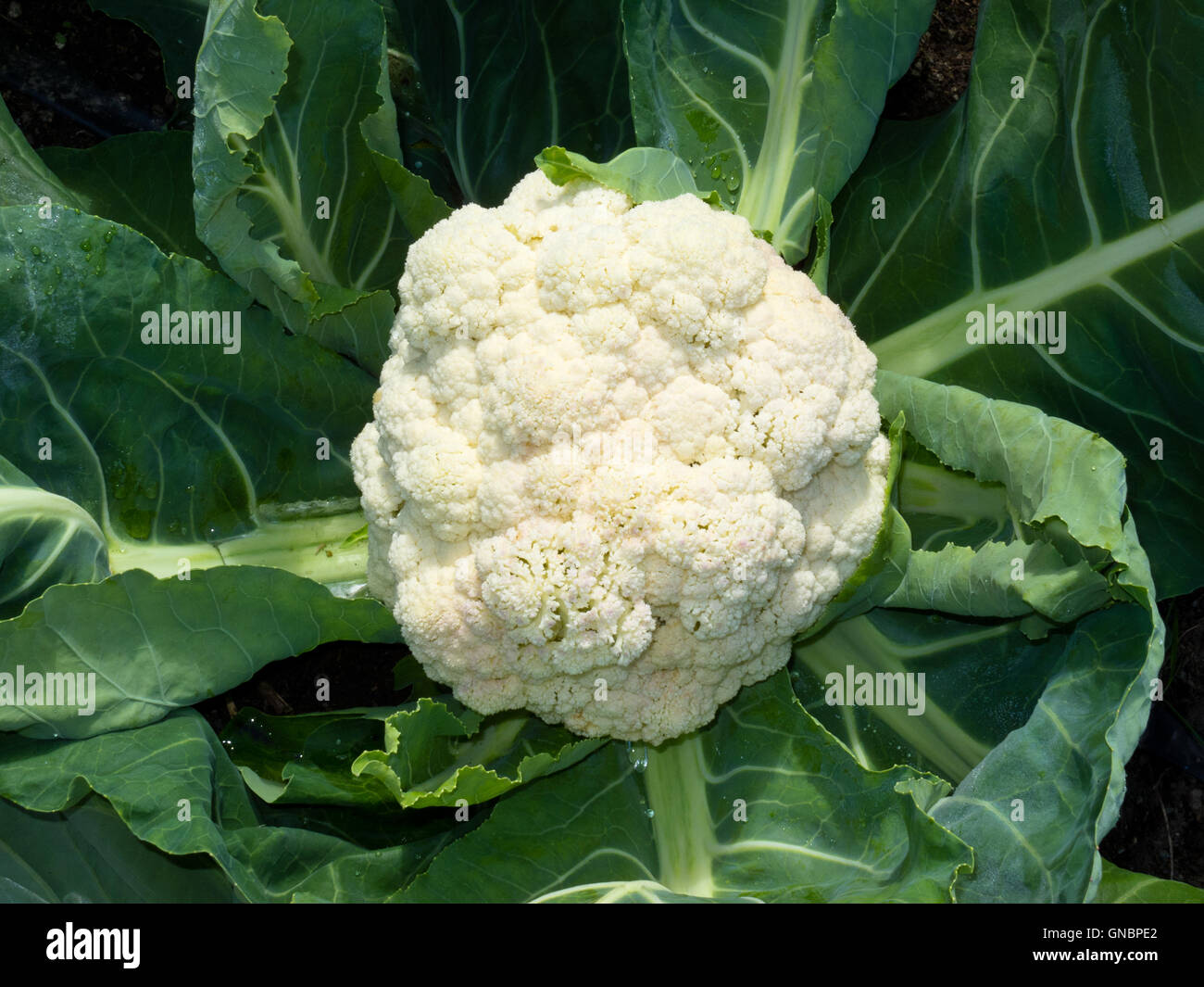 Cauliflower head with leaves ready to harvest Stock Photo Alamy